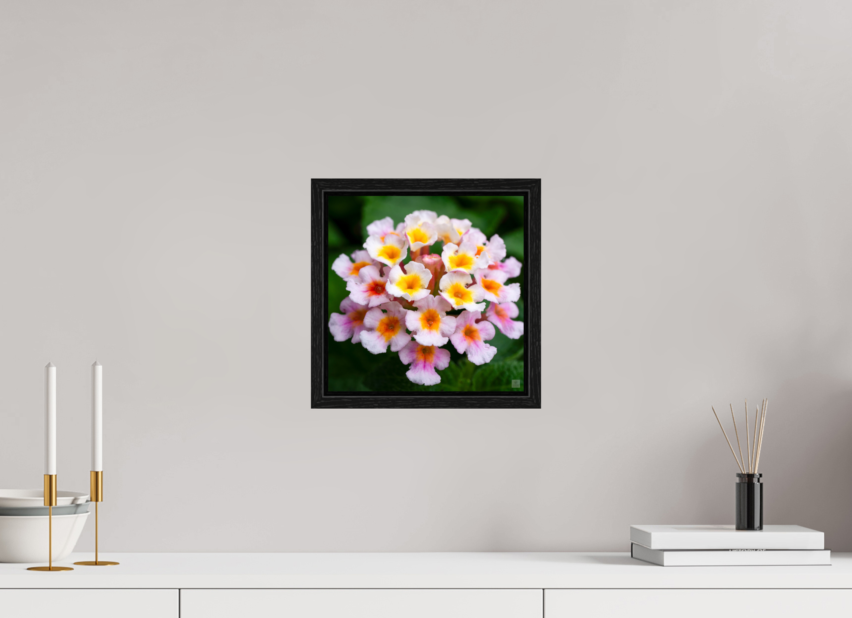 Lantana_pink with yellow (water droplets)_aspect ratio 1x1