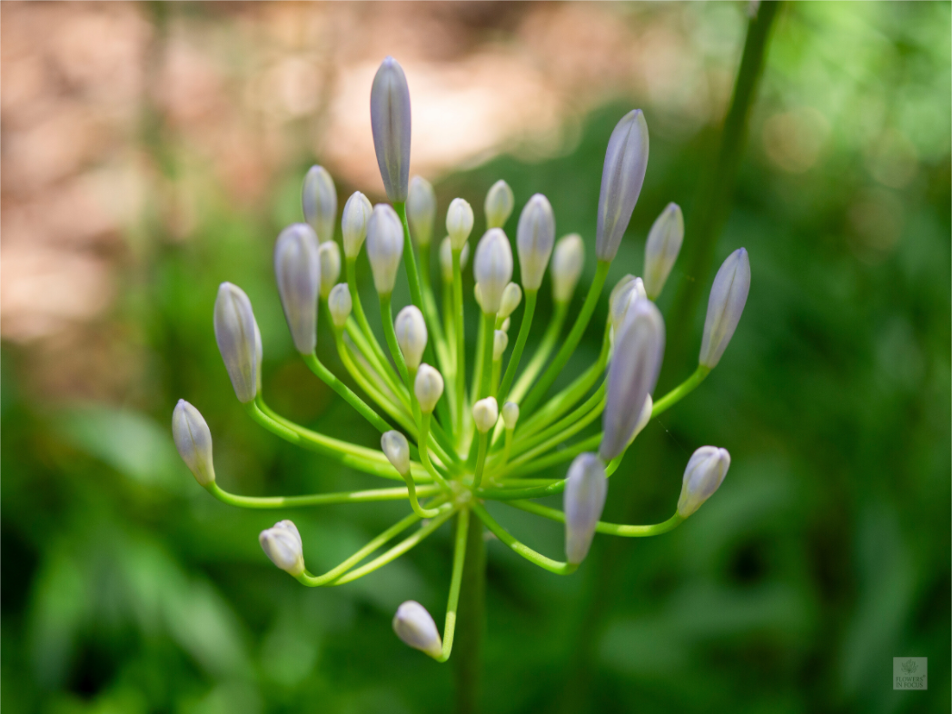 Dwarf Blue Agapanthus_aspect ratio 4x3
