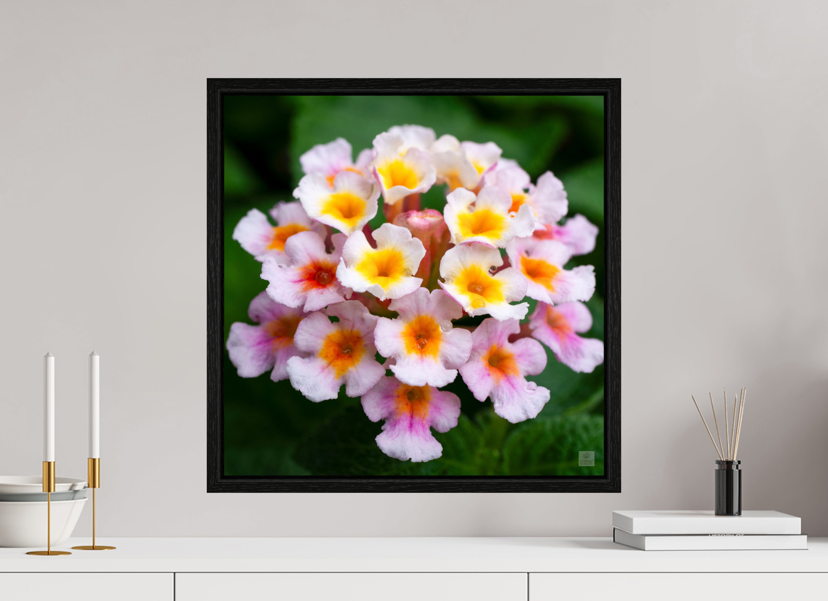 Lantana_pink with yellow (water droplets)_aspect ratio 1x1