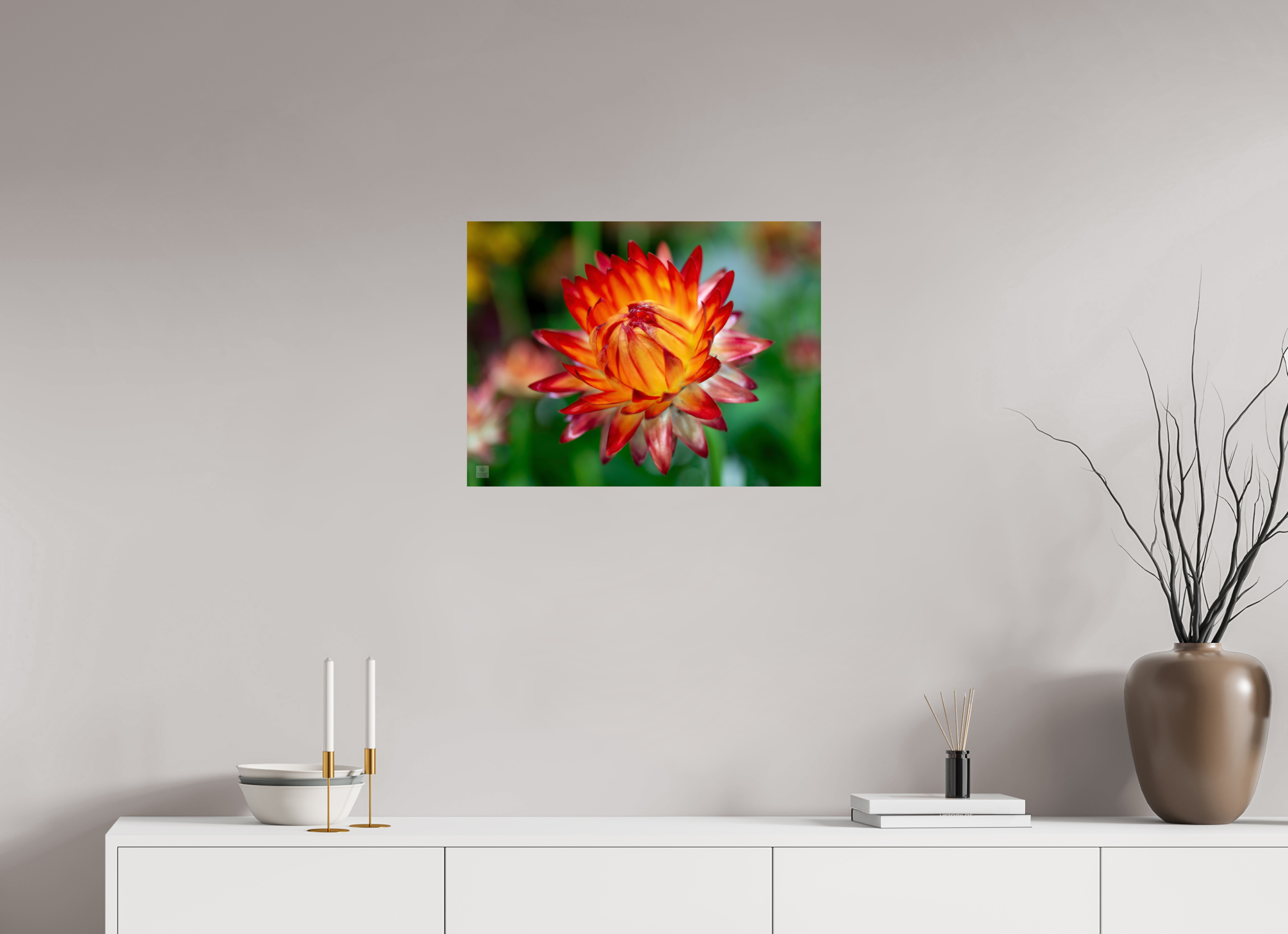 Strawflower_tight bud_red with yellow_aspect ration 4x3