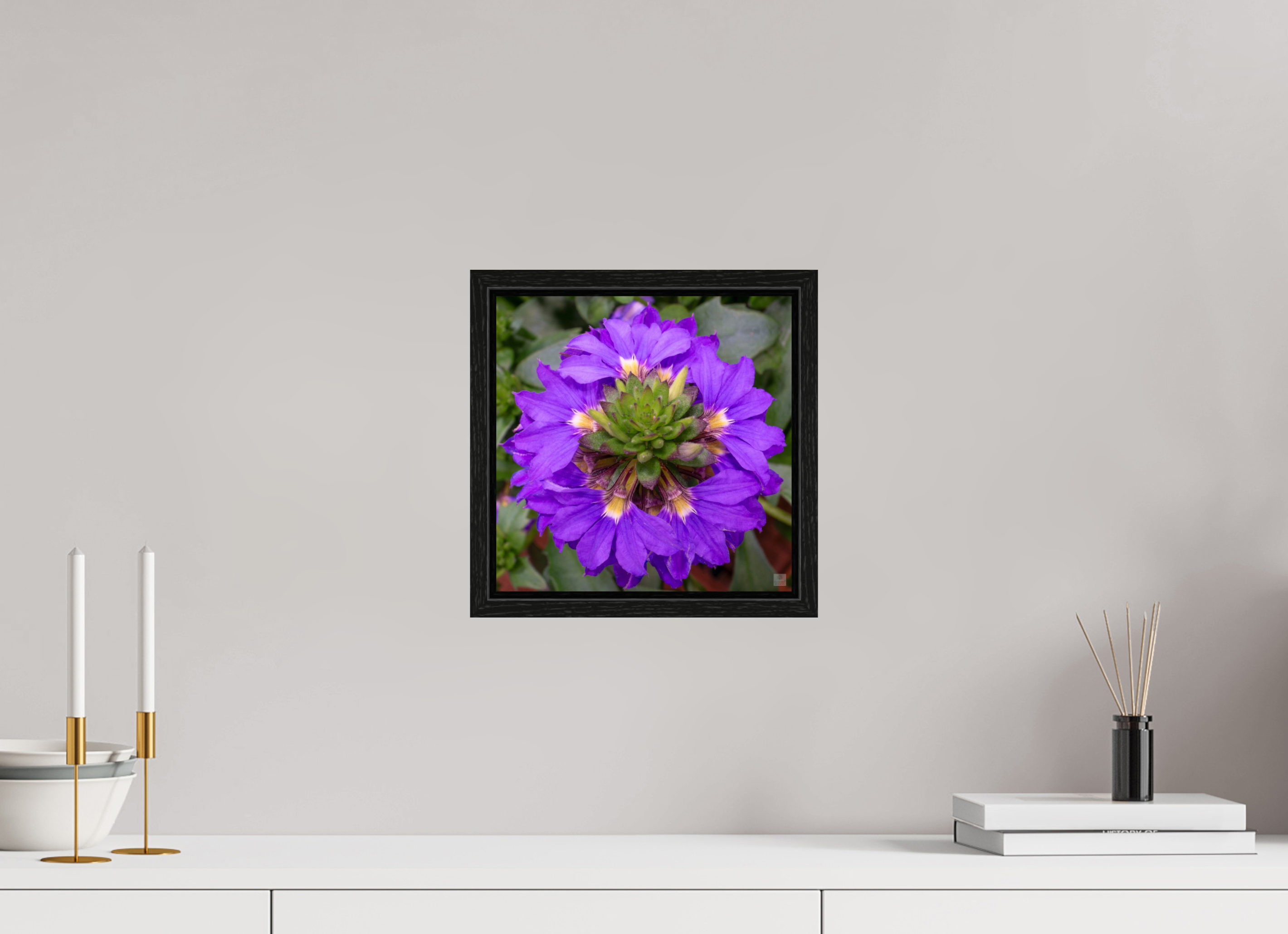 Scaevola_blue_aspect ratio 1x1