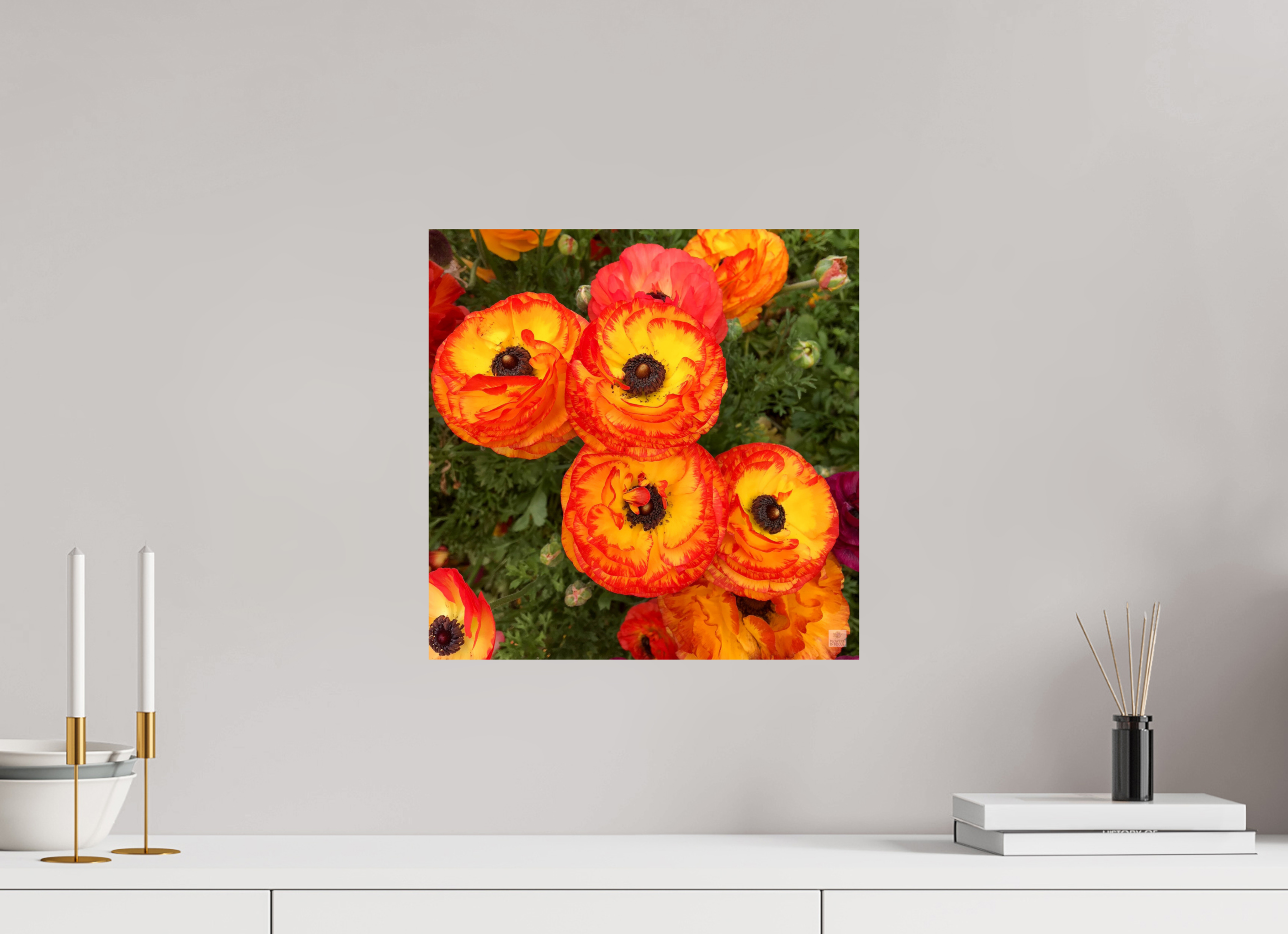 Ranunculus_bright orange_flower group_aspect ratio is 1:1