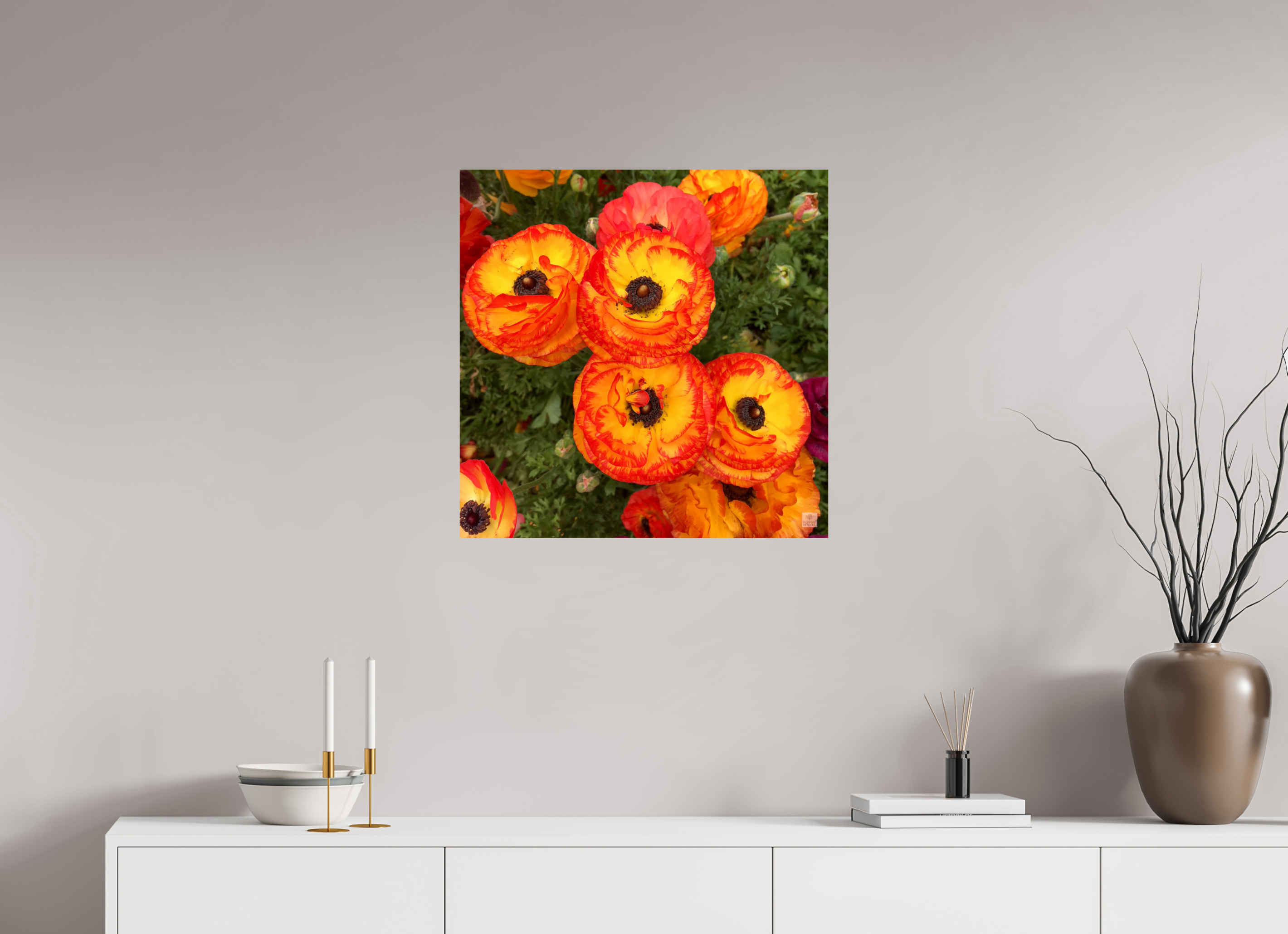Ranunculus_bright orange_flower group_aspect ratio is 1:1