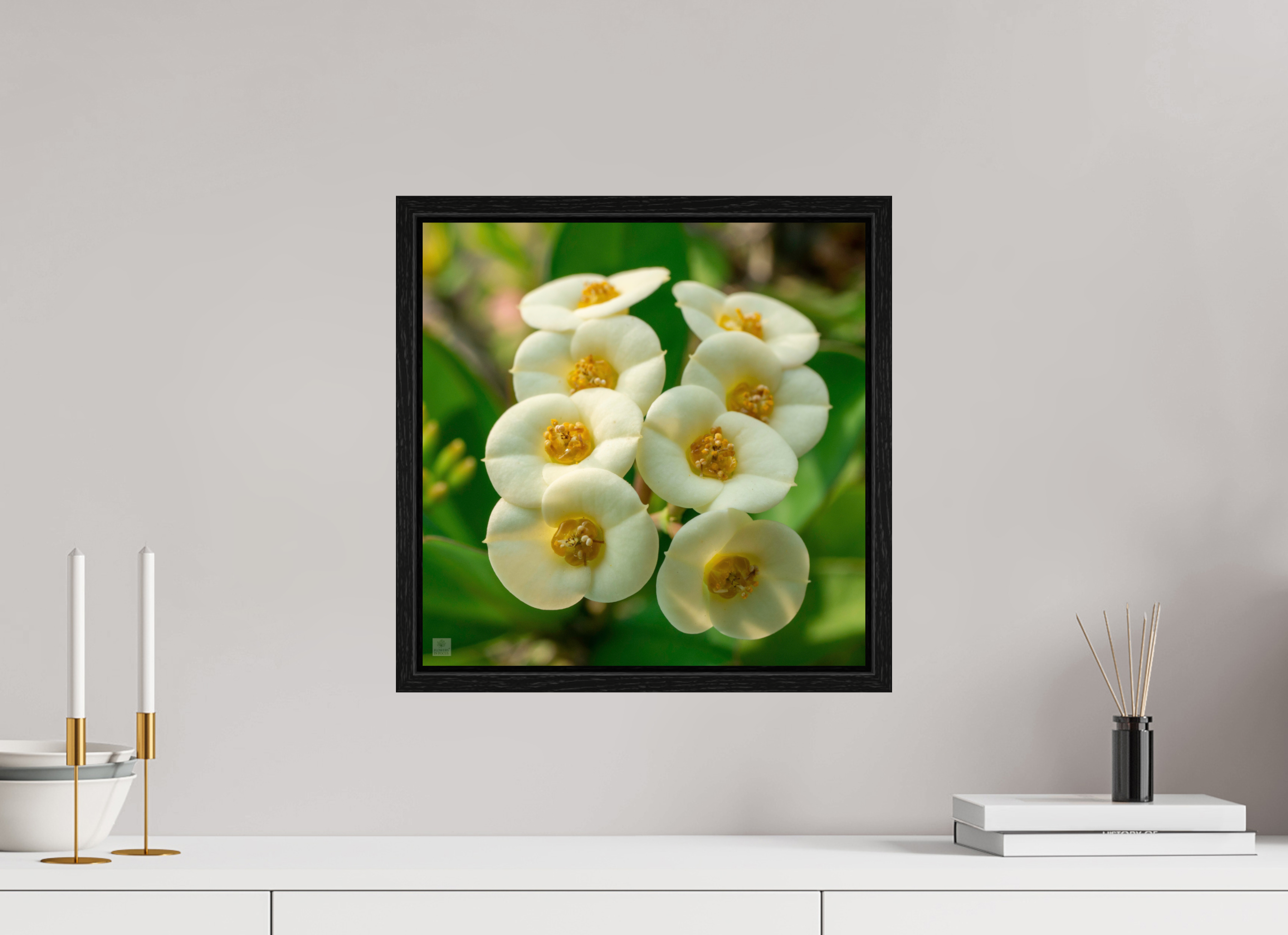 Crown of Thorns_flower group_aspect ratio 1:1