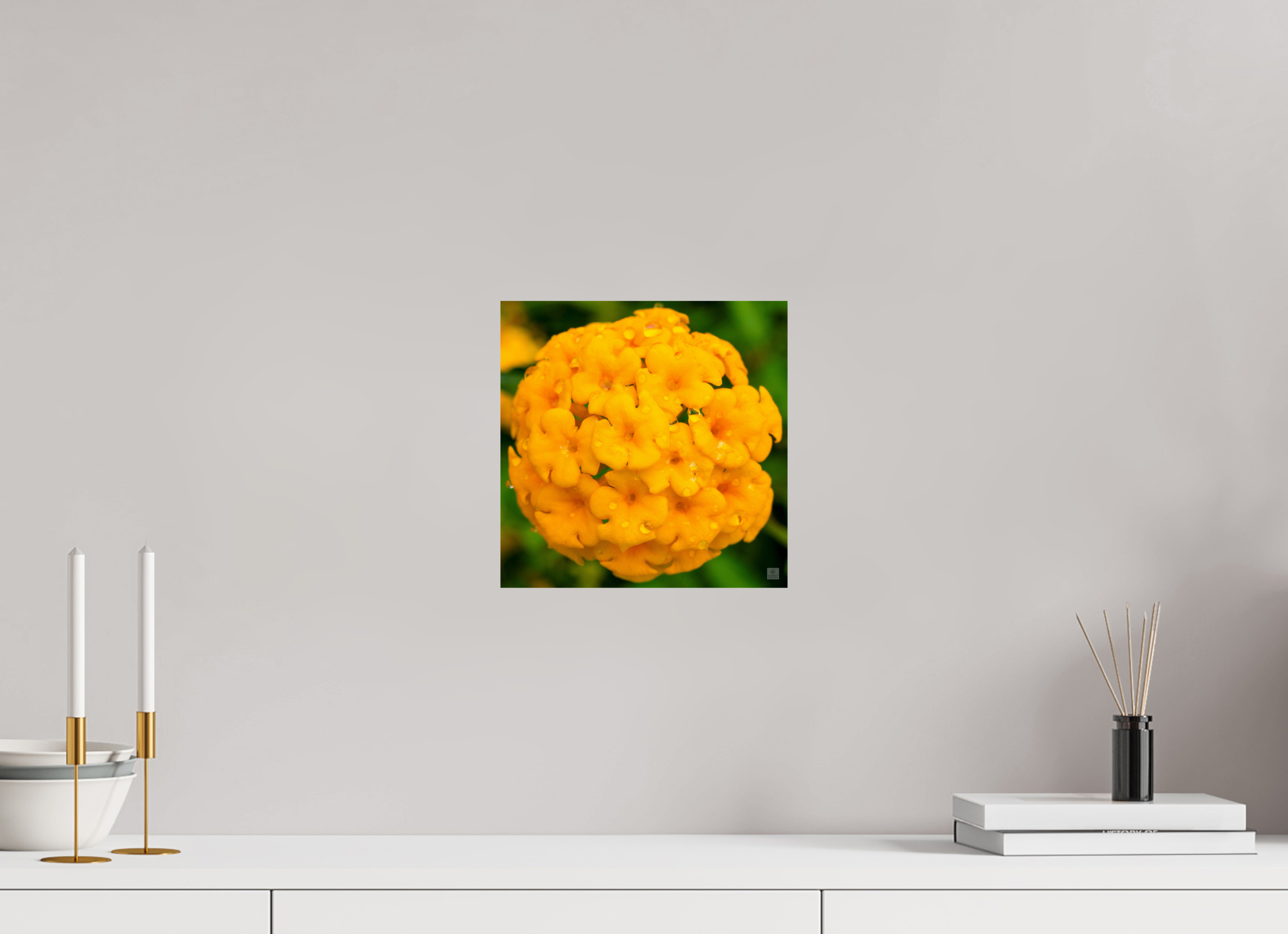 Lantana hybrid_yellow (with water droplets)_aspect ration 1x1