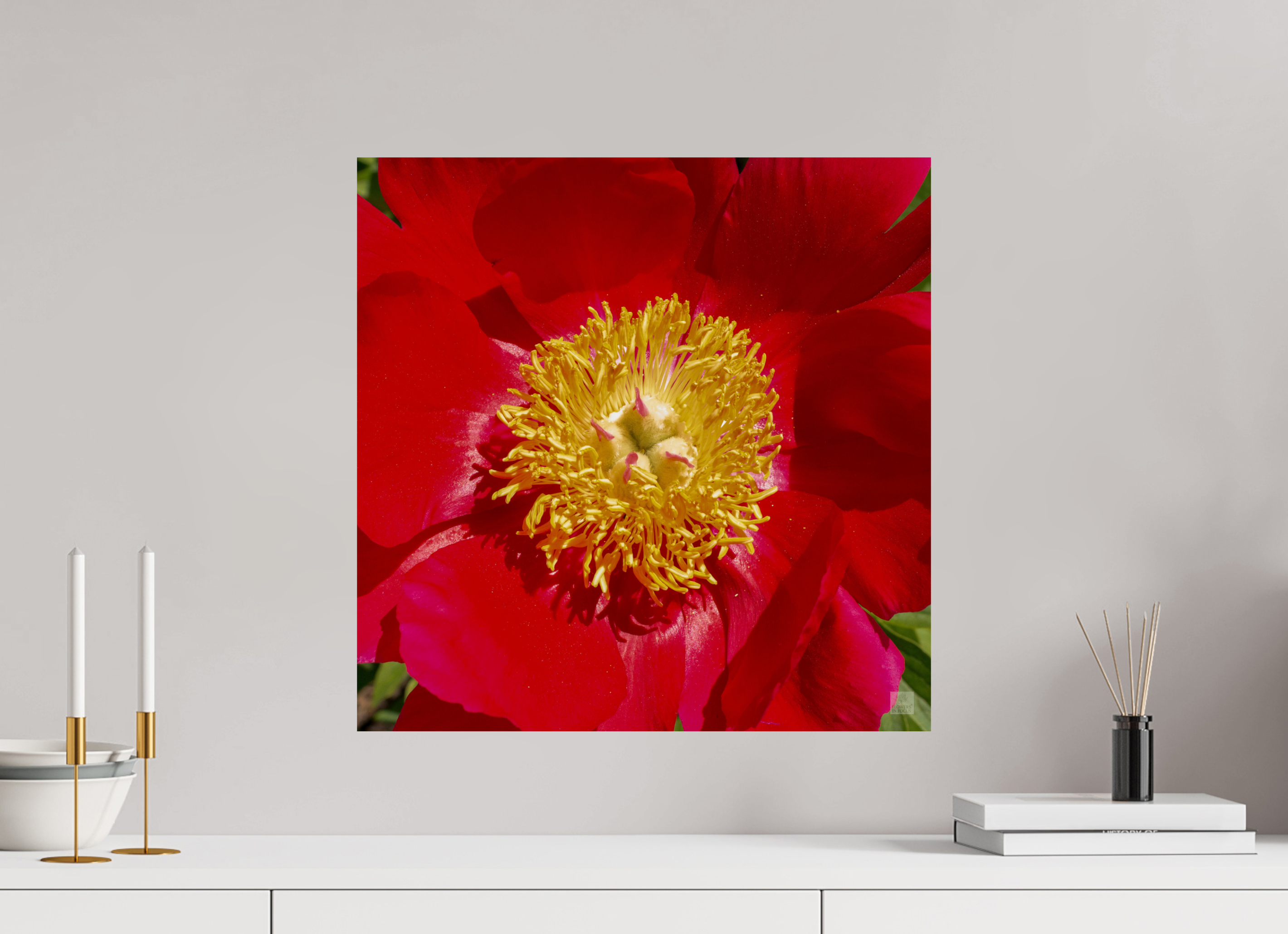 Peony_red close up_aspect ratio 1x1