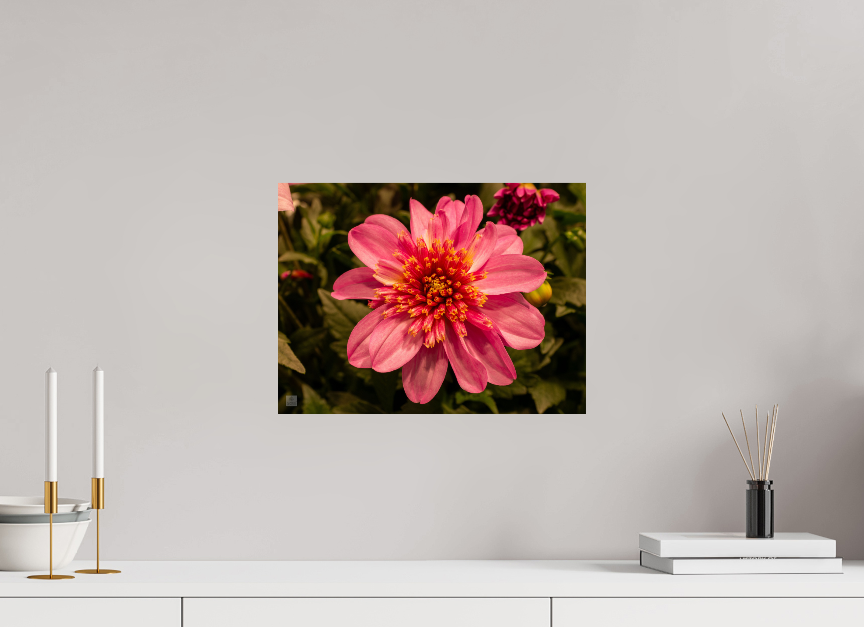 Dahlia_pink with yellow trim_aspect ratio 4:3