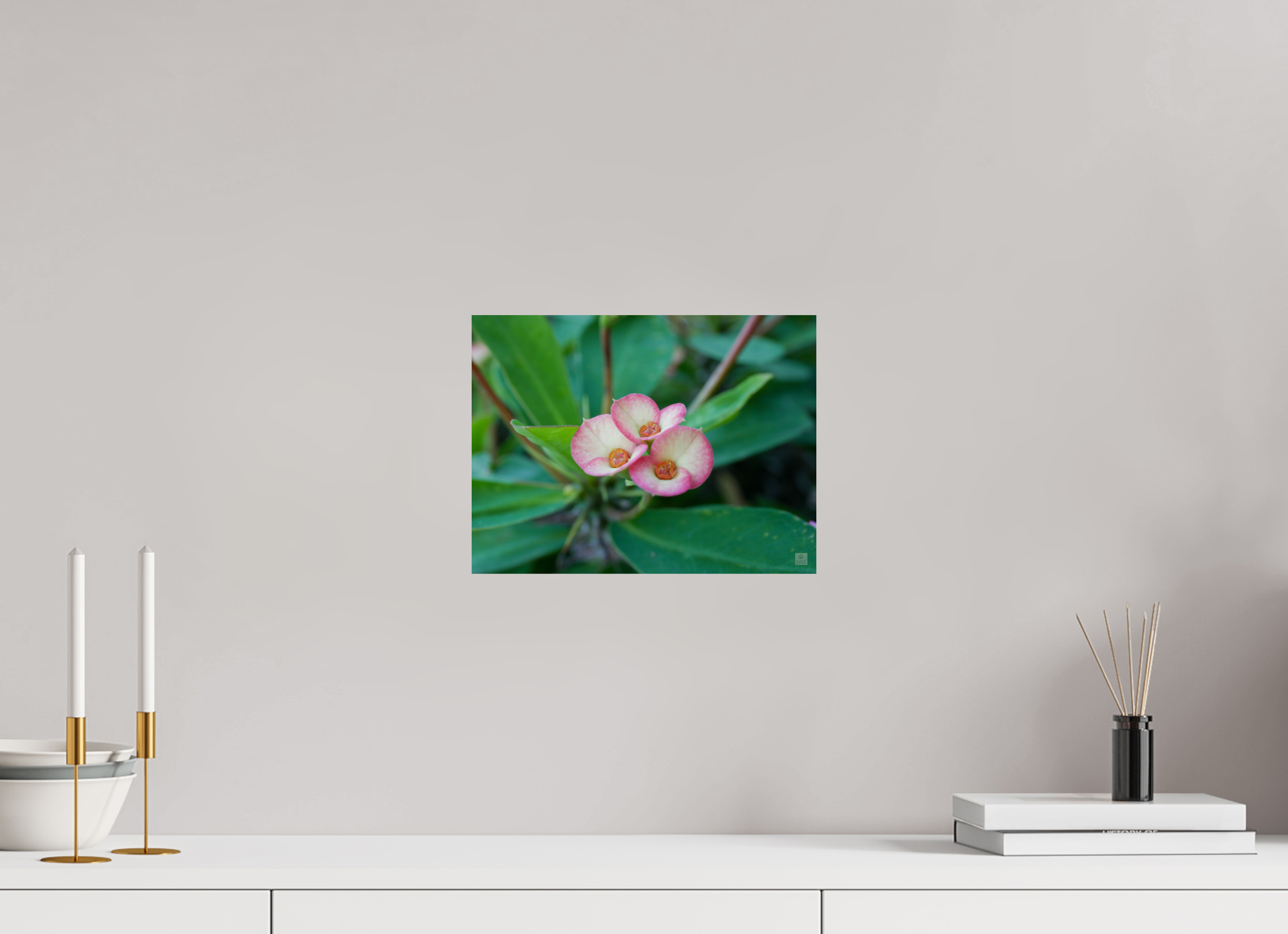 Crown of Thorns_pink fringe_aspect ratio 4:3