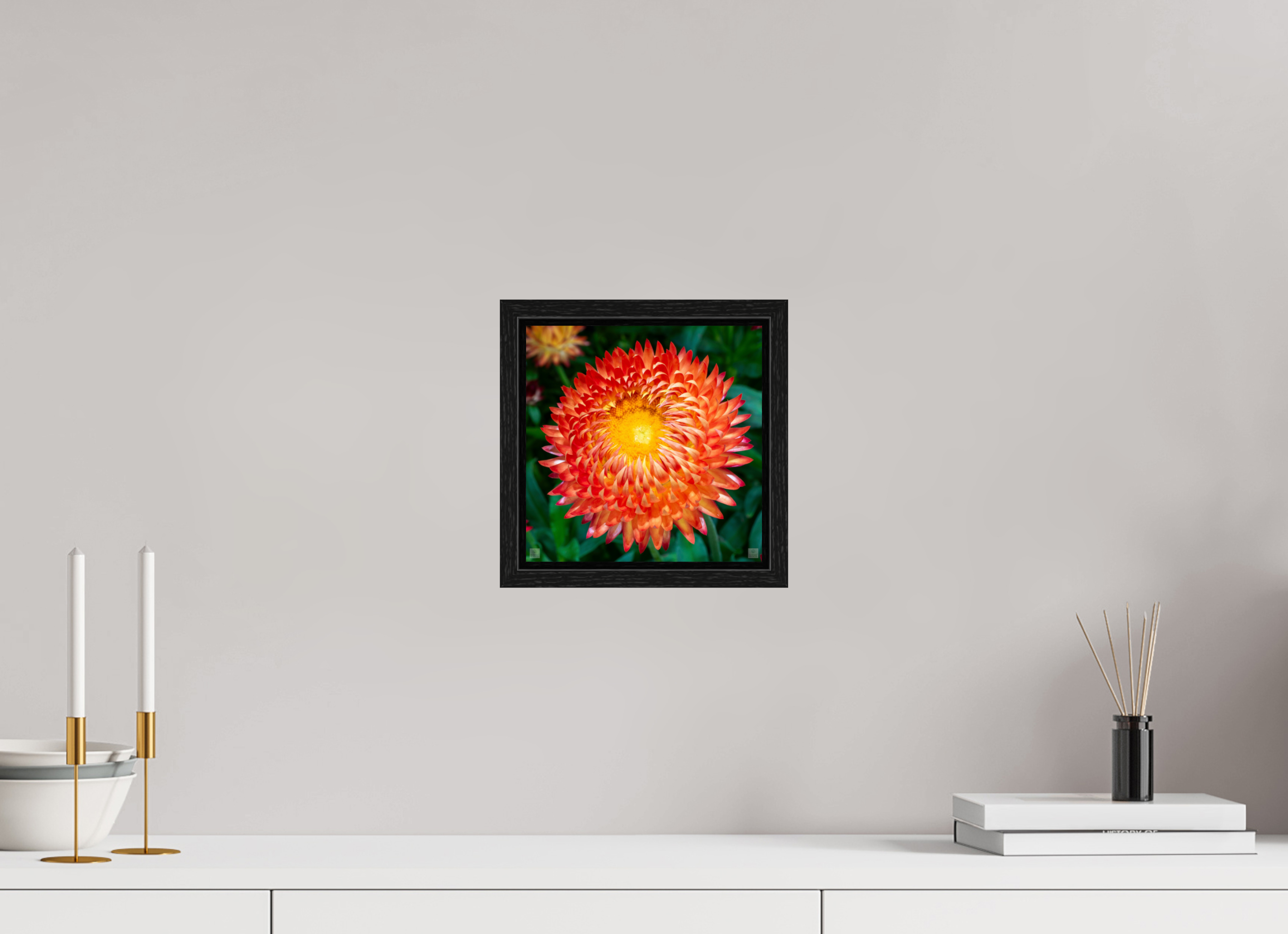 Strawflower_orange with yellow center_aspect ratio 1x1