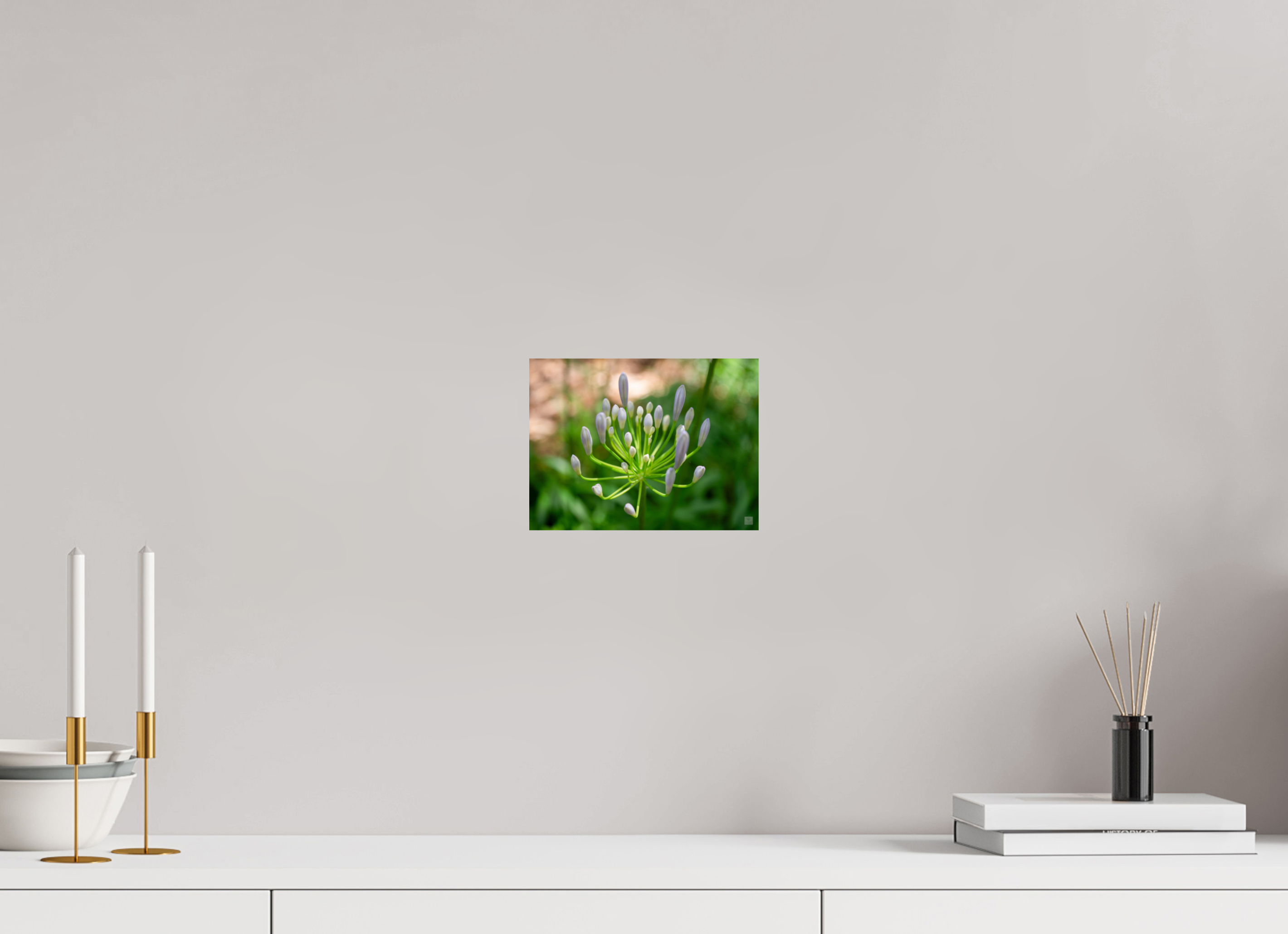 Dwarf Blue Agapanthus_aspect ratio 4x3