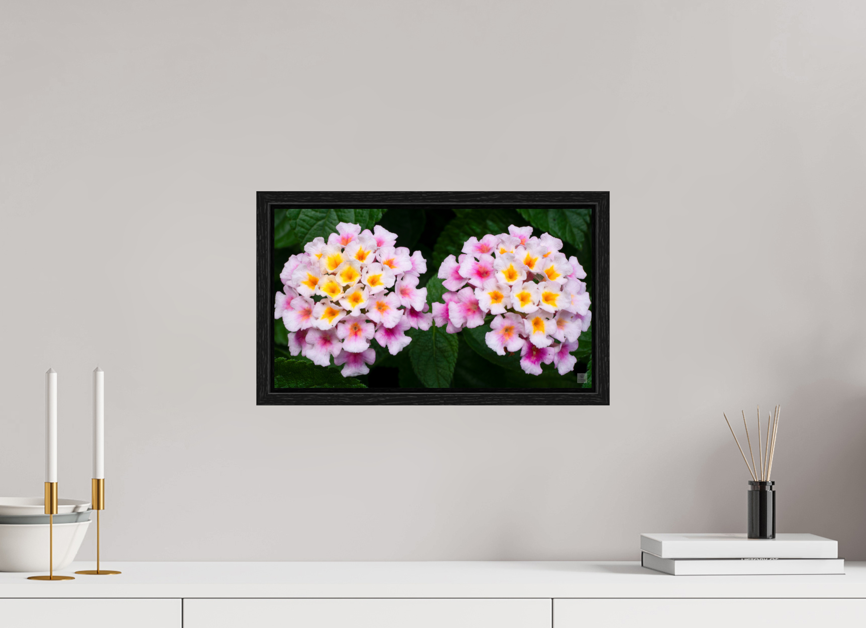 Lantana_double pink with white yellow_aspect ratio 16x9