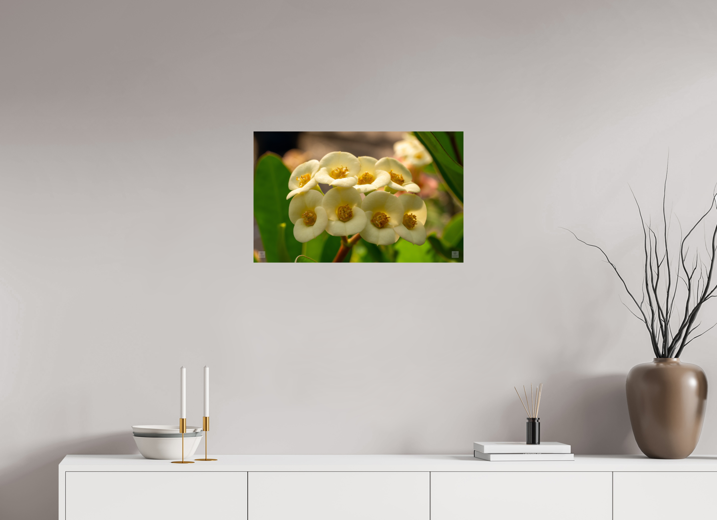 Crown of Thorns_flower group_aspect ratio 16:10