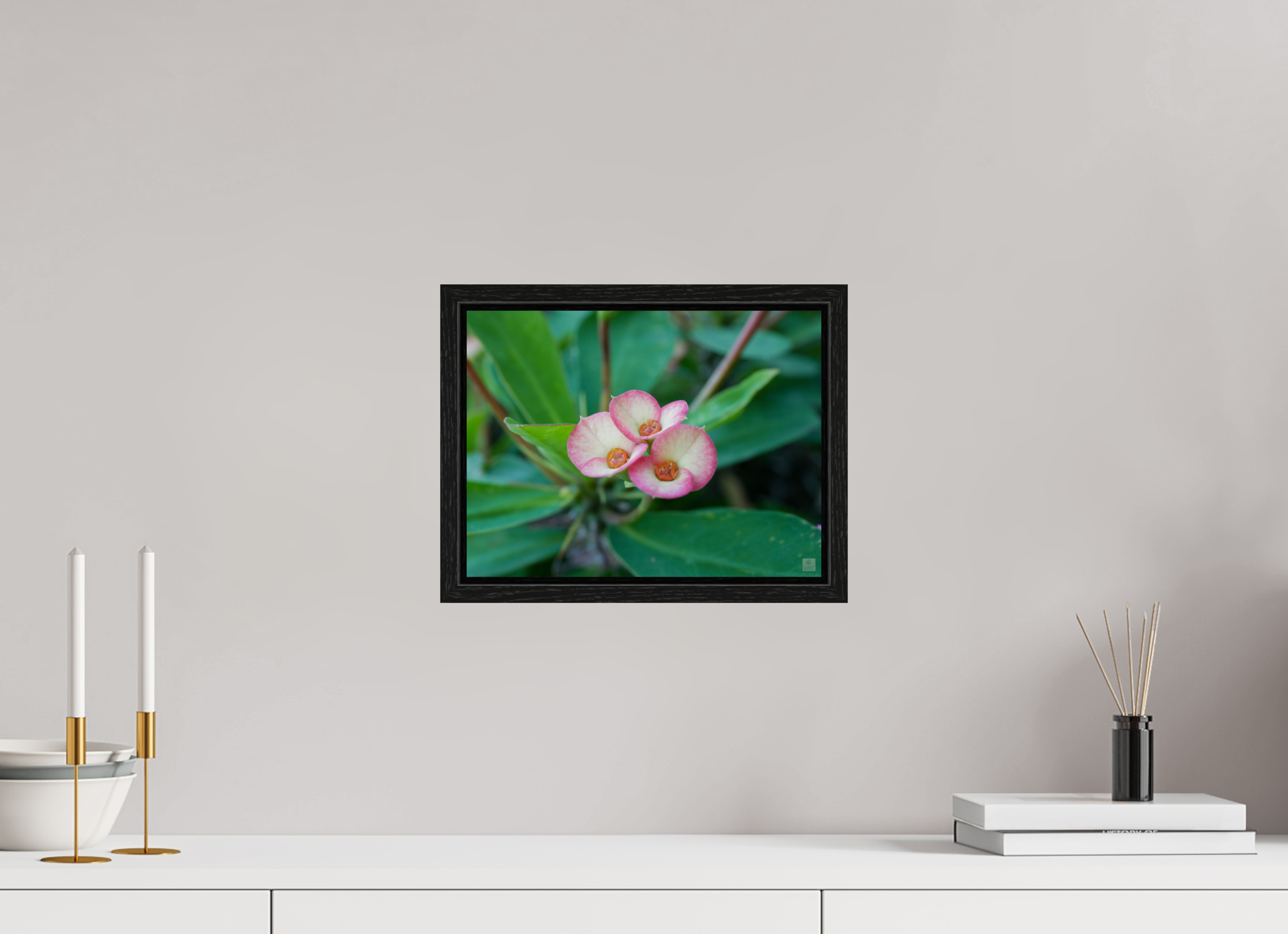 Crown of Thorns_pink fringe_aspect ratio 4:3