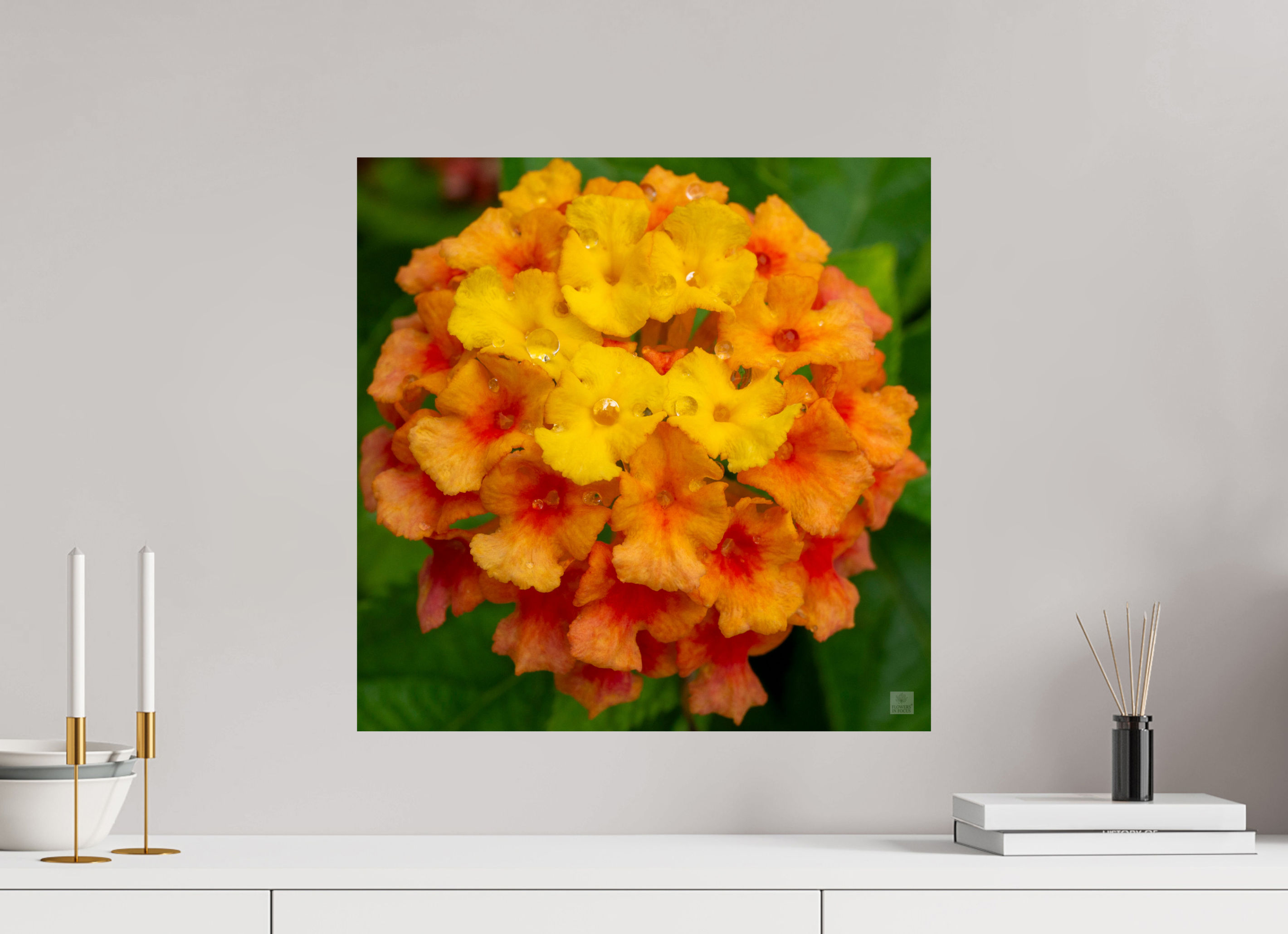 Lantana_orange with yellow (water droplets)_aspect ratio 1x1
