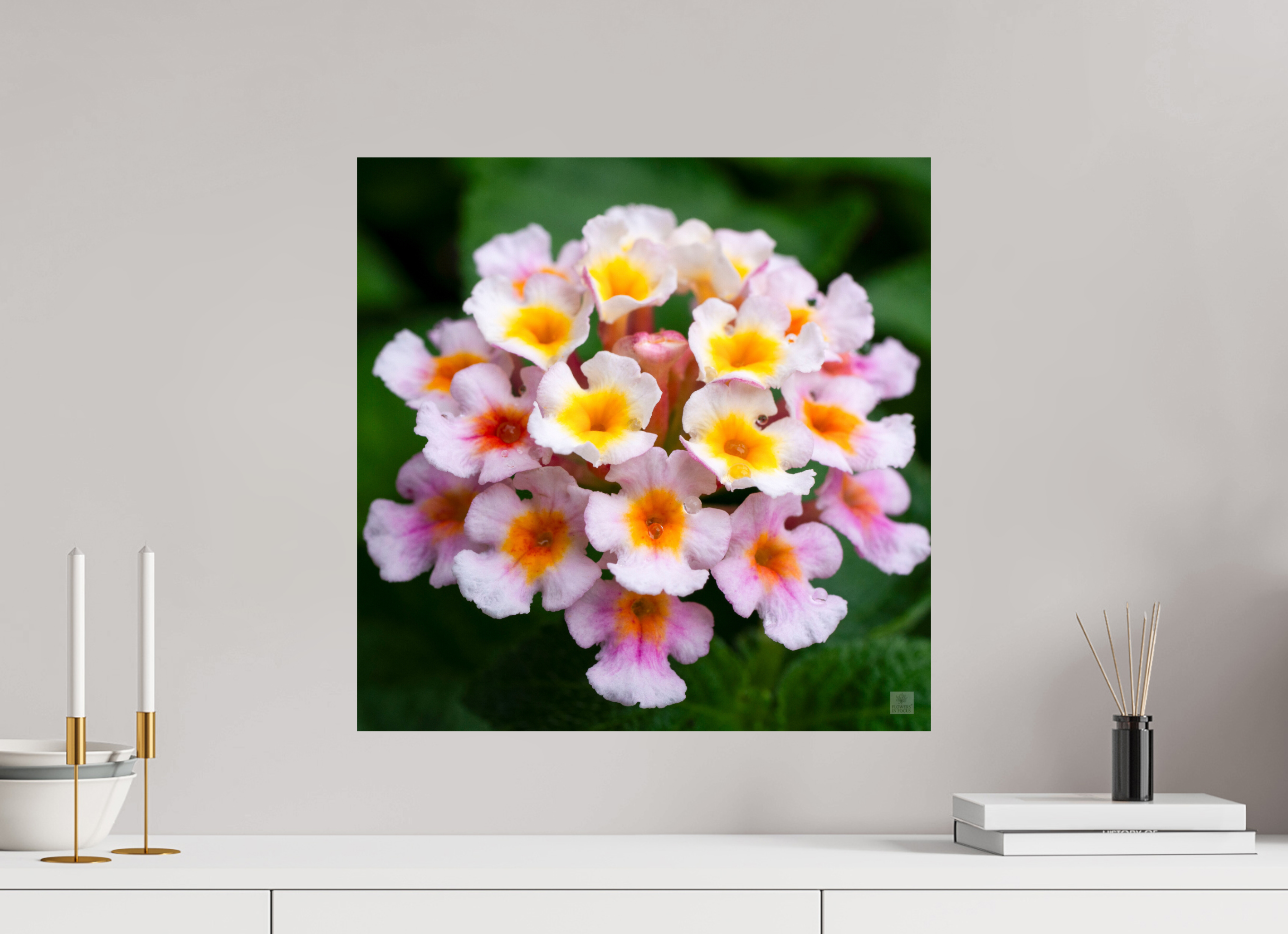 Lantana_pink with yellow (water droplets)_aspect ratio 1x1