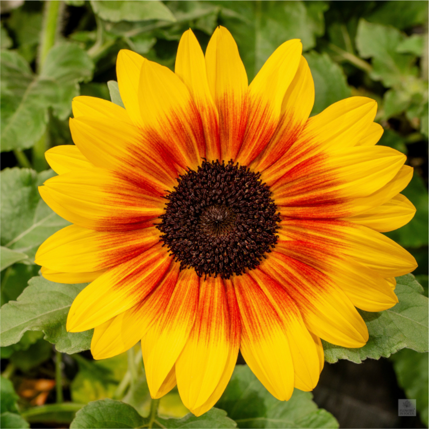 Sunflower hybrid_yellow with orange center_aspect ratio 1x1