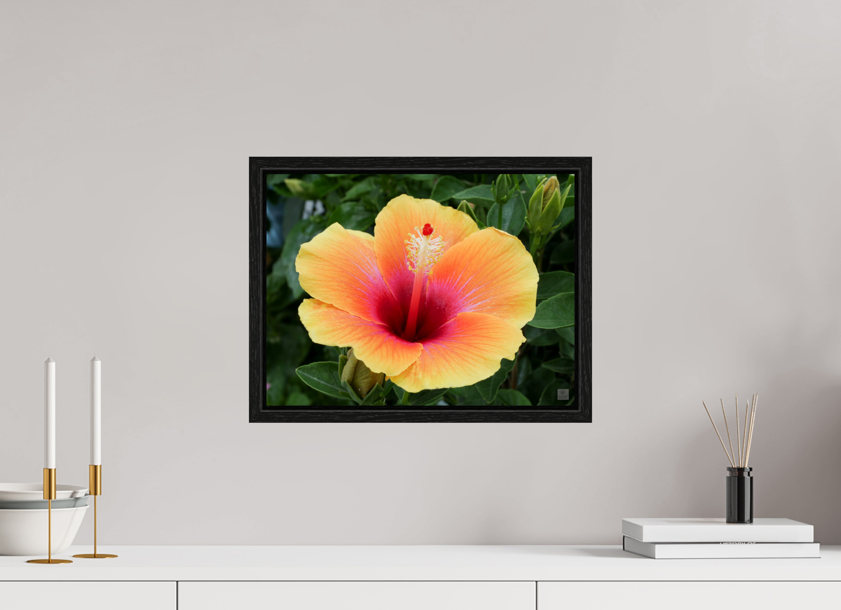 Hibiscus hybrid_peach with pink_aspect ration 4x3