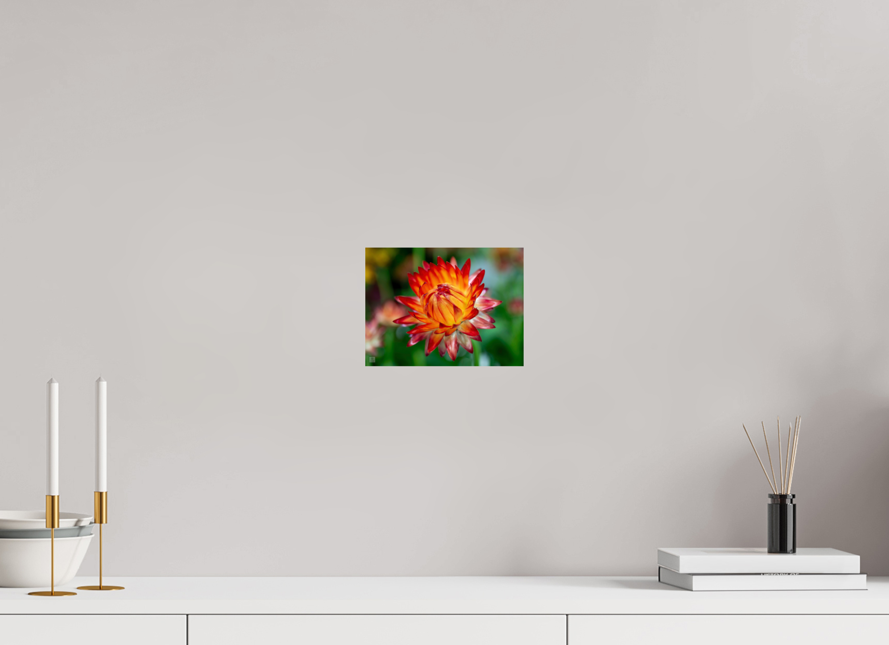 Strawflower_tight bud_red with yellow_aspect ration 4x3