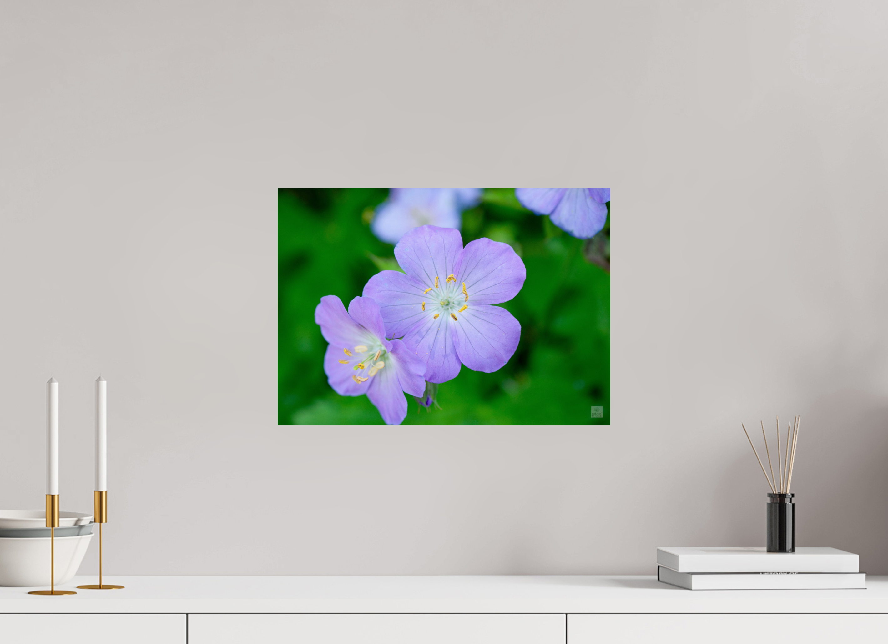 Hardy Geranium_Cranesbill_aspect ratio 7:5