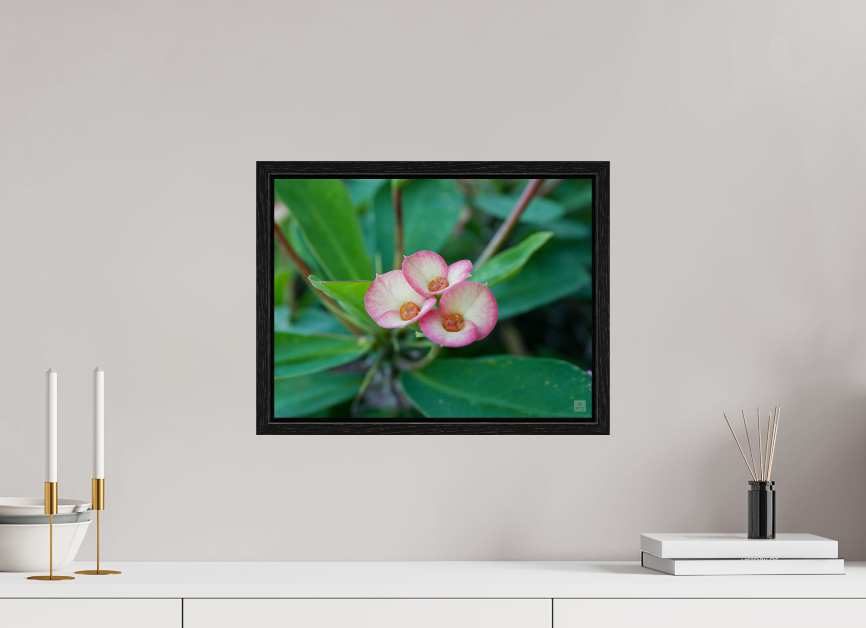 Crown of Thorns_pink fringe_aspect ratio 4:3