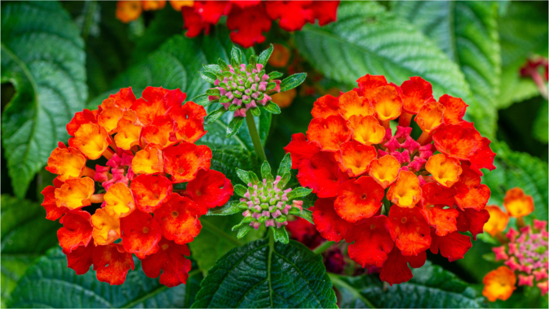 Lantana_orange with yellow double flower_aspect ratio 16x9