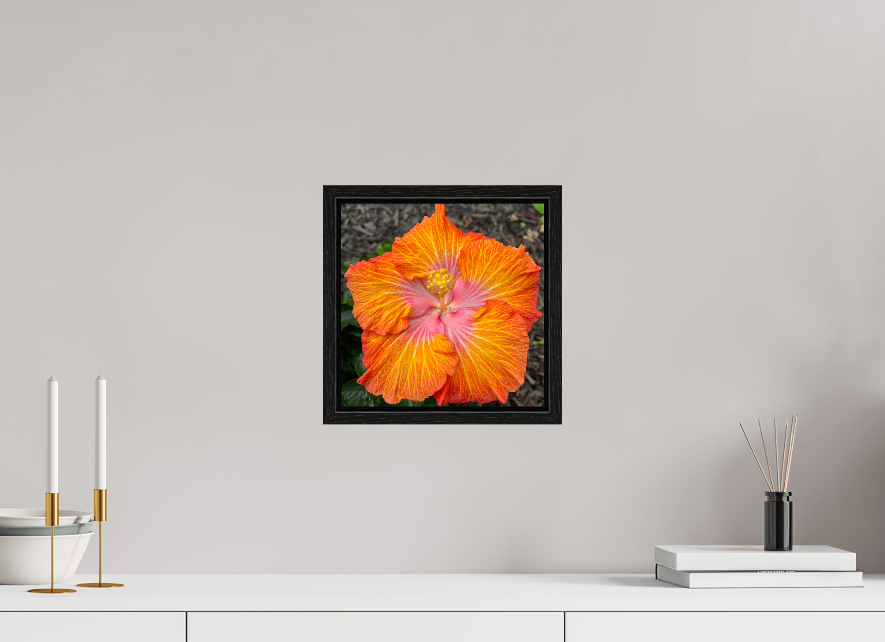 Hibiscus hybrid_bright orange_aspect ratio 1:1