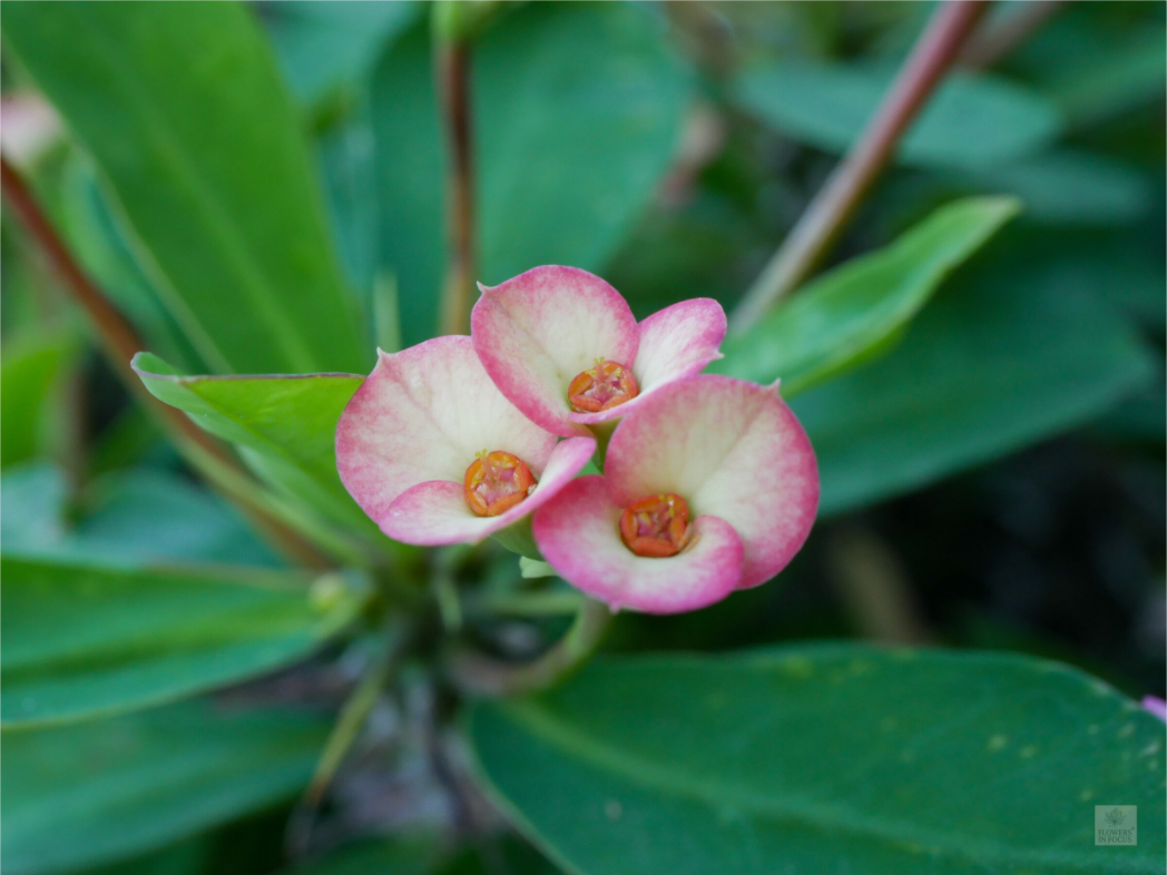 Crown of Thorns_pink fringe_aspect ratio 4:3