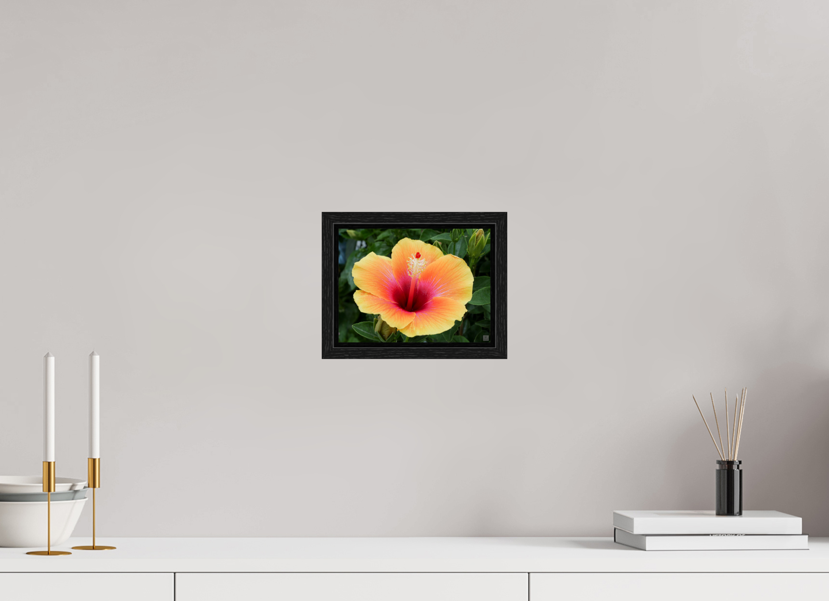 Hibiscus hybrid_peach with pink_aspect ration 4x3