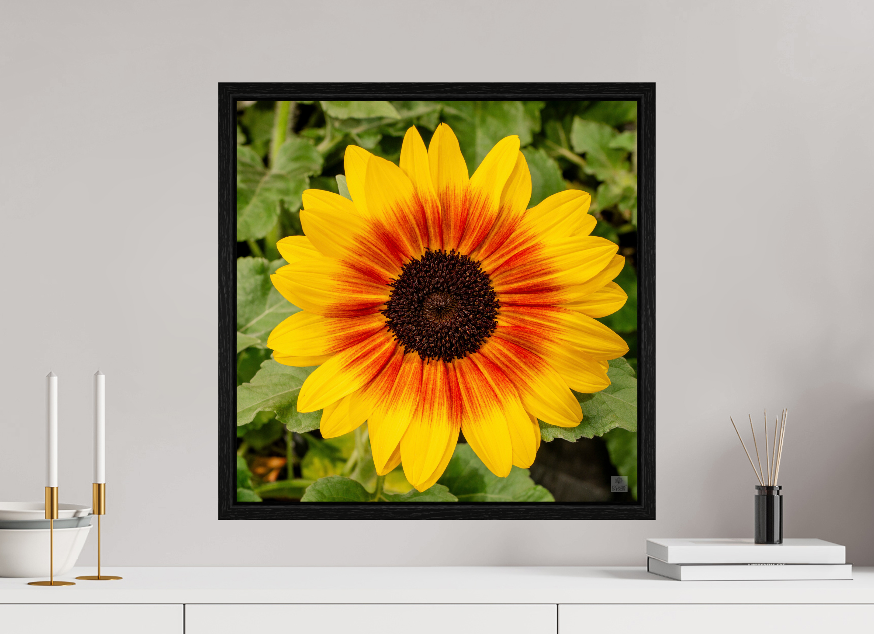 Sunflower hybrid_yellow with orange center_aspect ratio 1x1