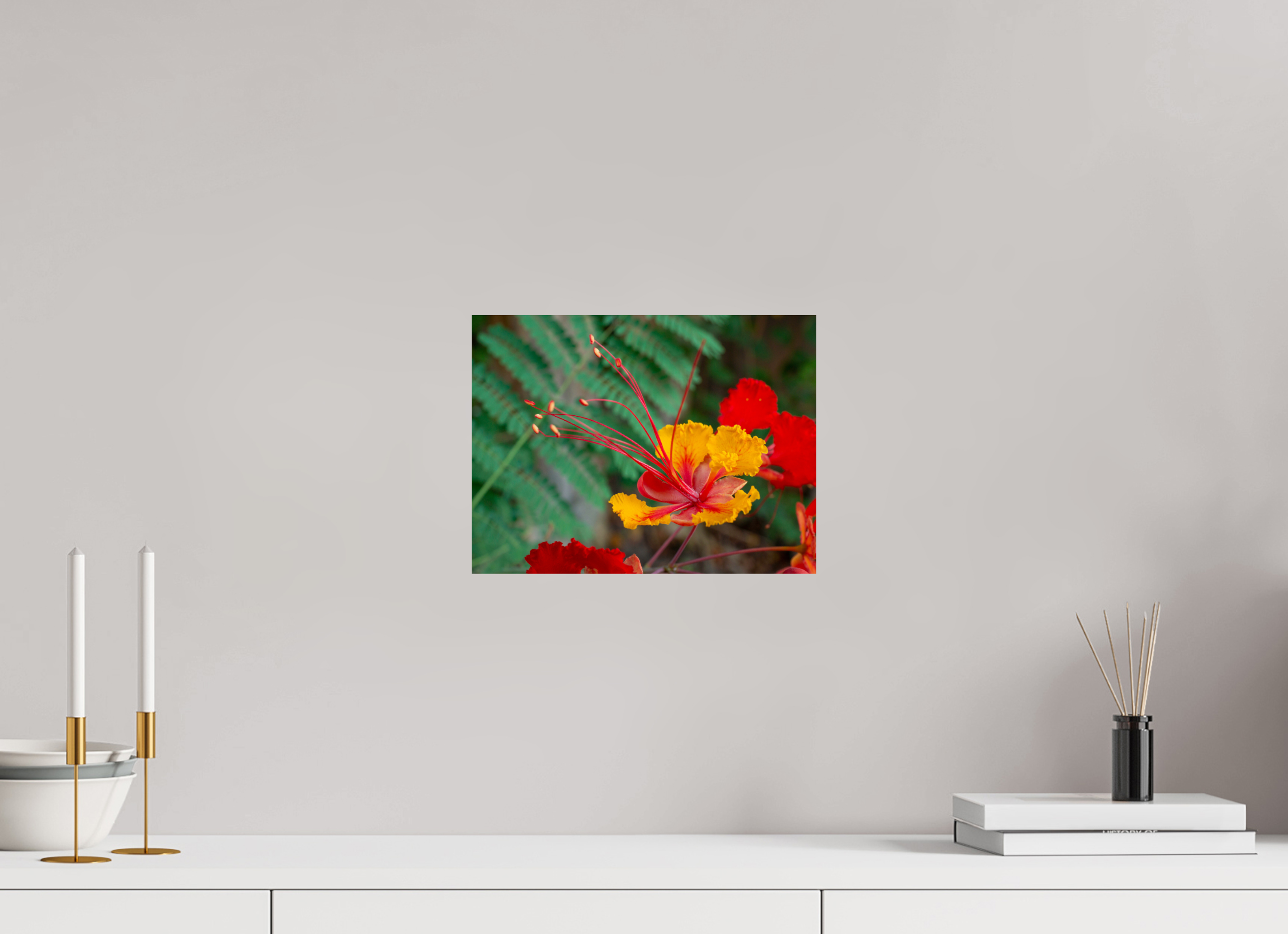 Pride of Barbados_yellow with orange_aspect ratio 4x3