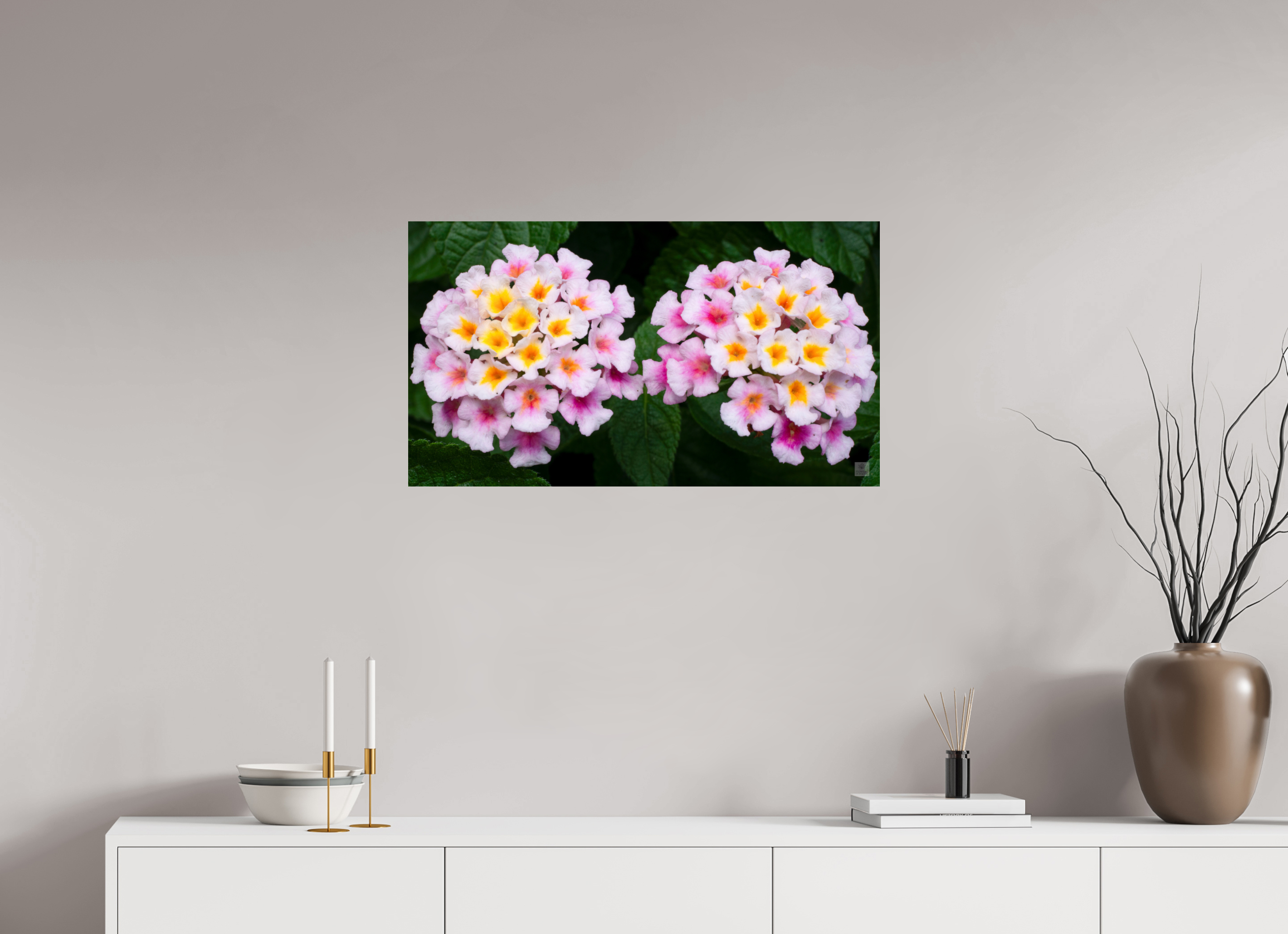 Lantana_double pink with white yellow_aspect ratio 16x9