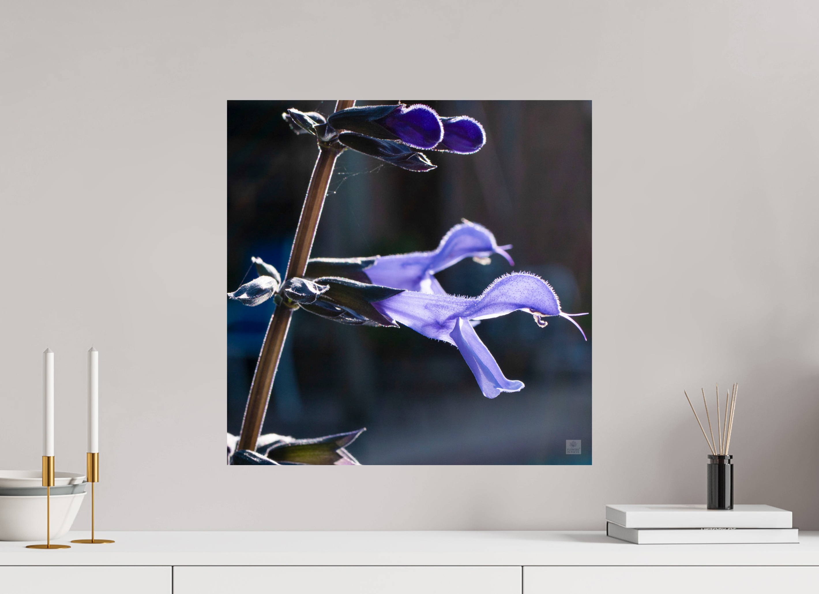 Blue black sage_group_aspect ratio 1x1