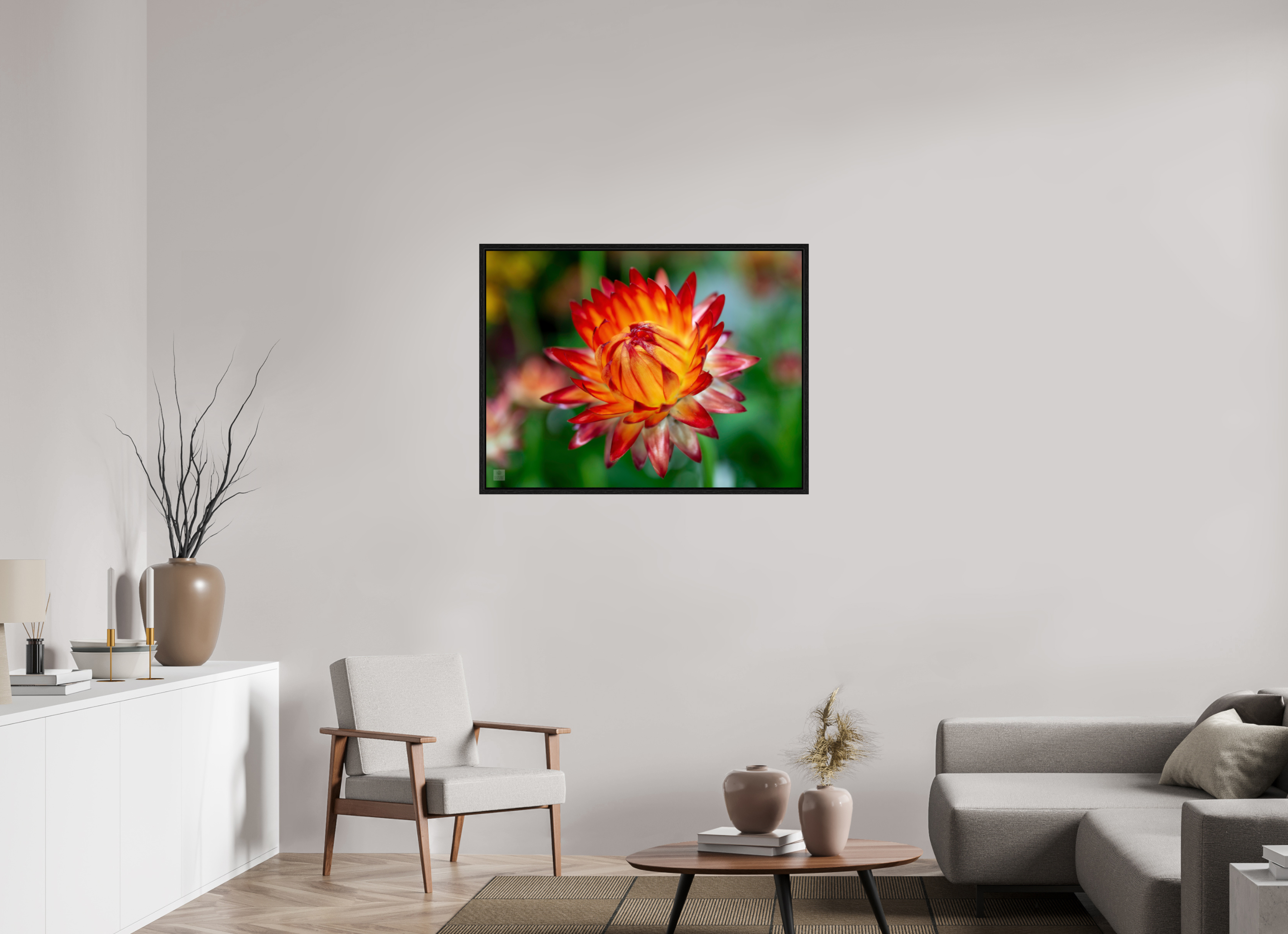 Strawflower_tight bud_red with yellow_aspect ration 4x3