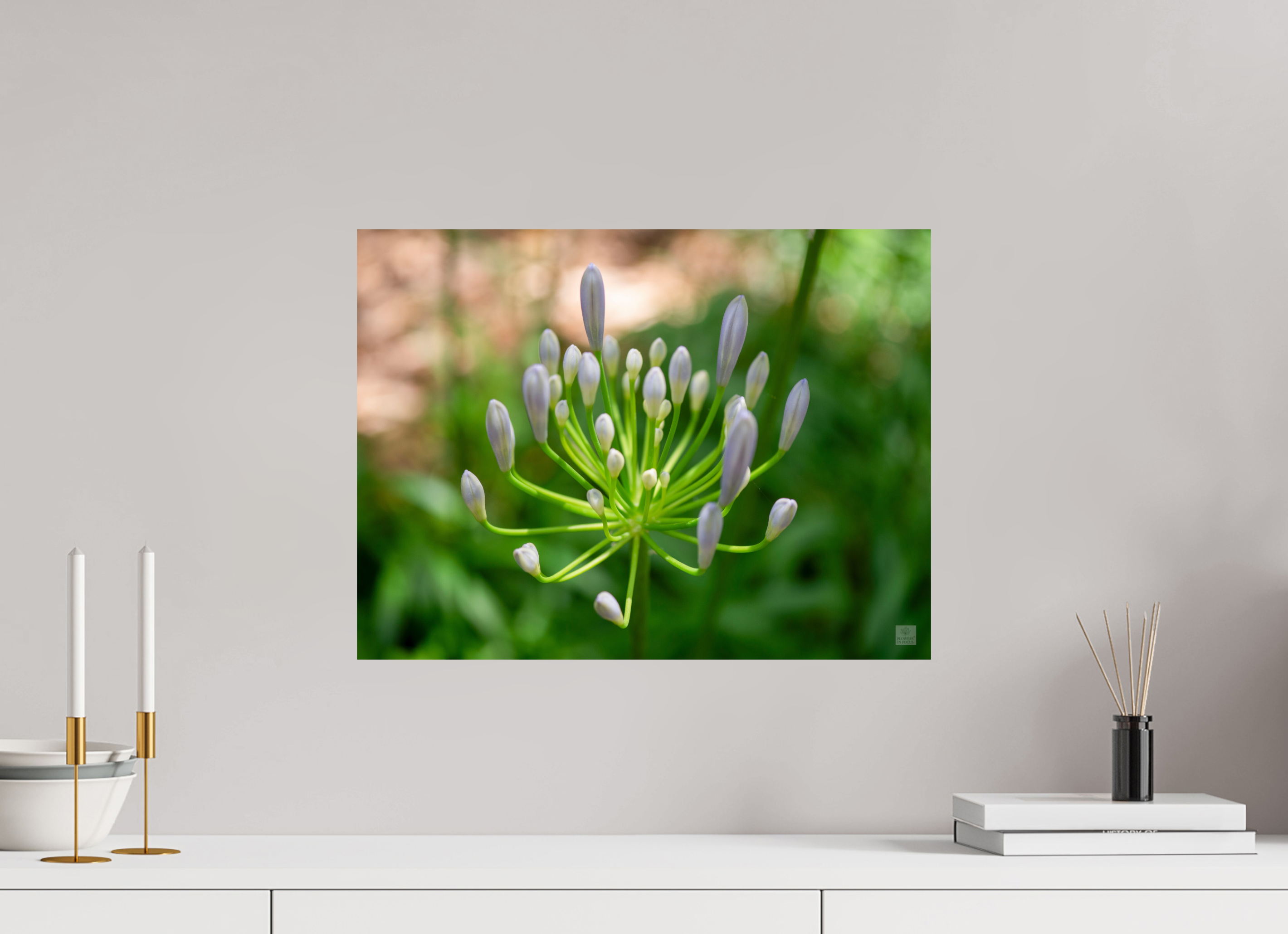 Dwarf Blue Agapanthus_aspect ratio 4x3
