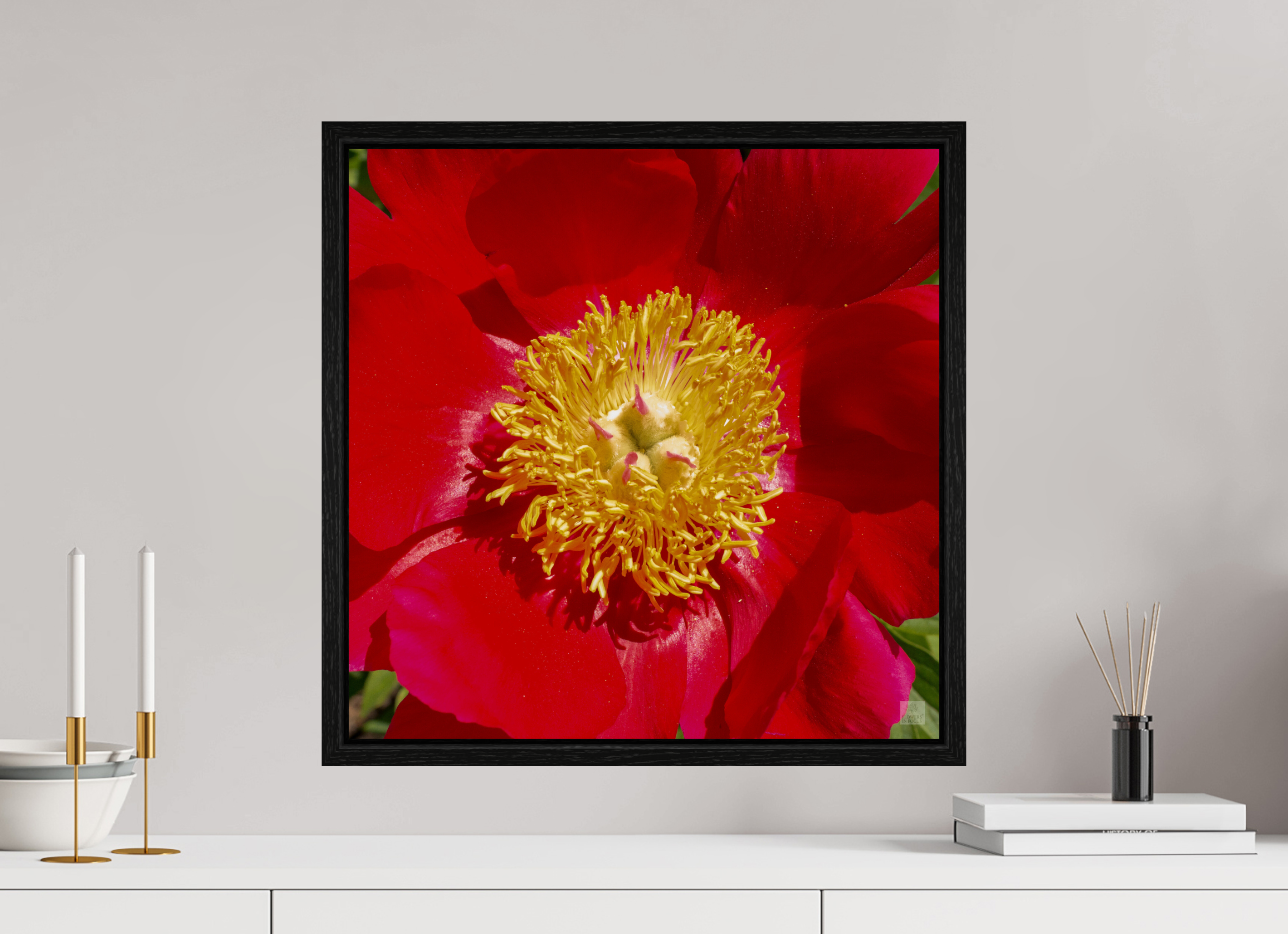 Peony_red close up_aspect ratio 1x1