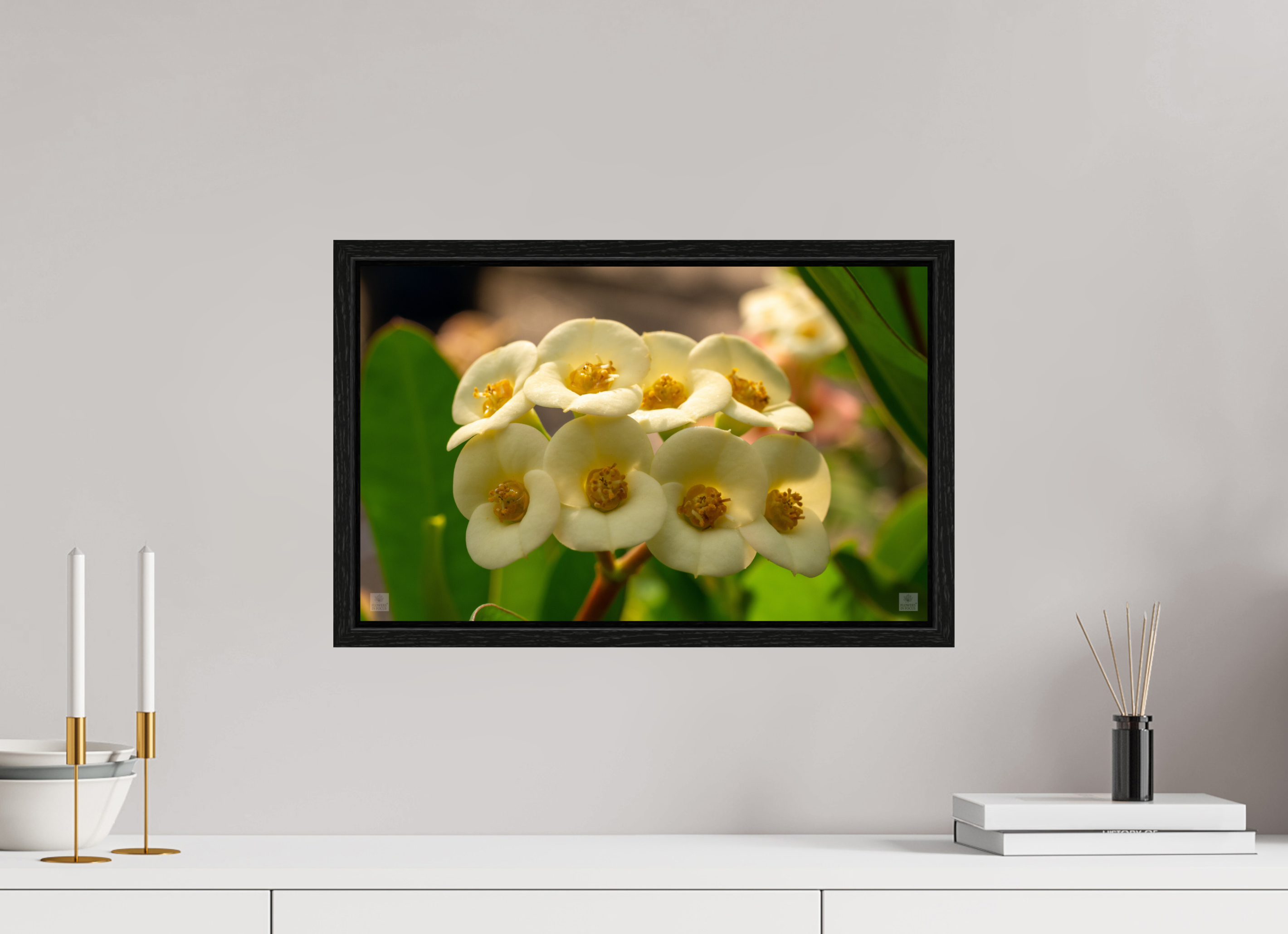 Crown of Thorns_flower group_aspect ratio 16:10