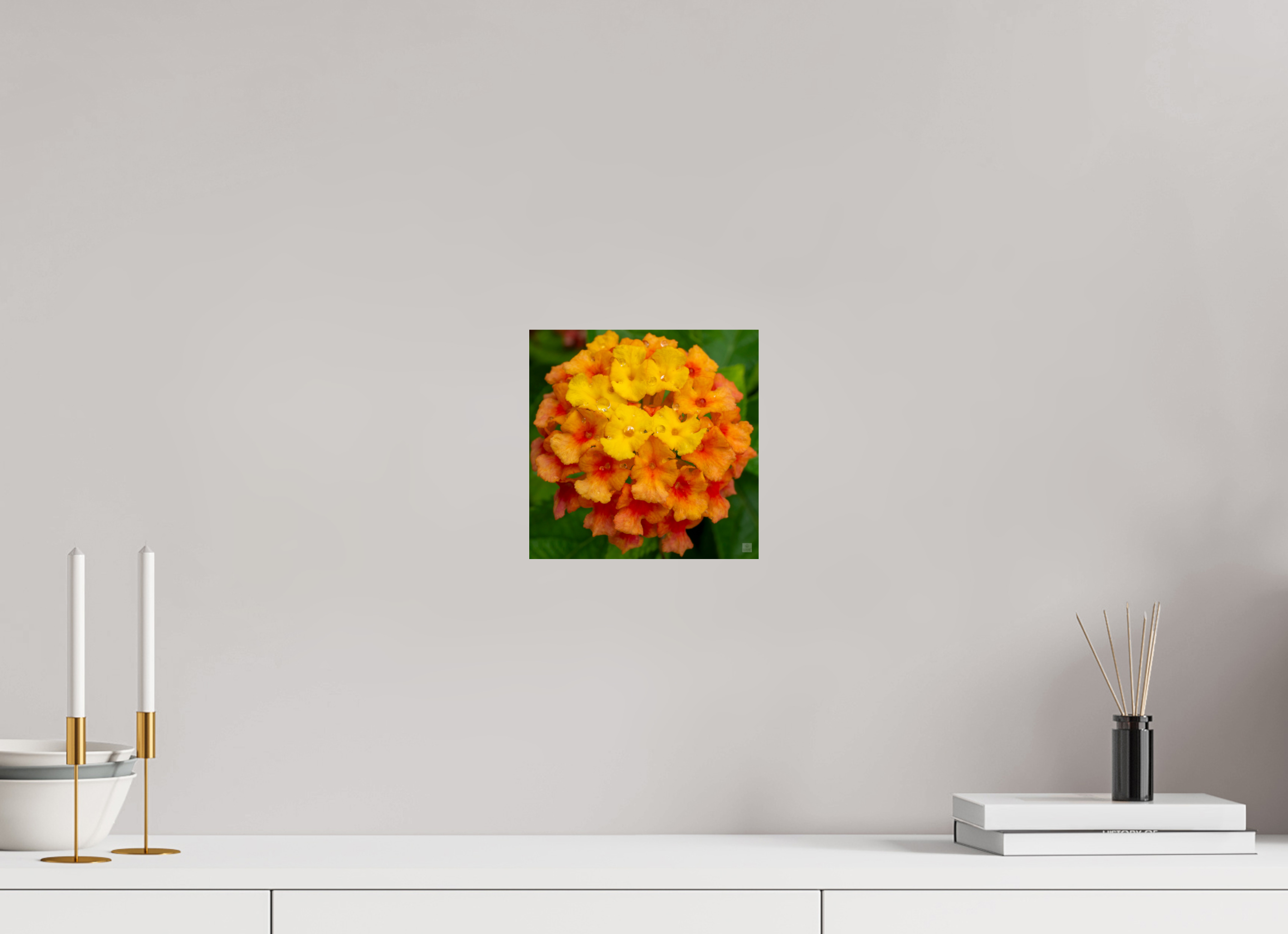 Lantana_orange with yellow (water droplets)_aspect ratio 1x1