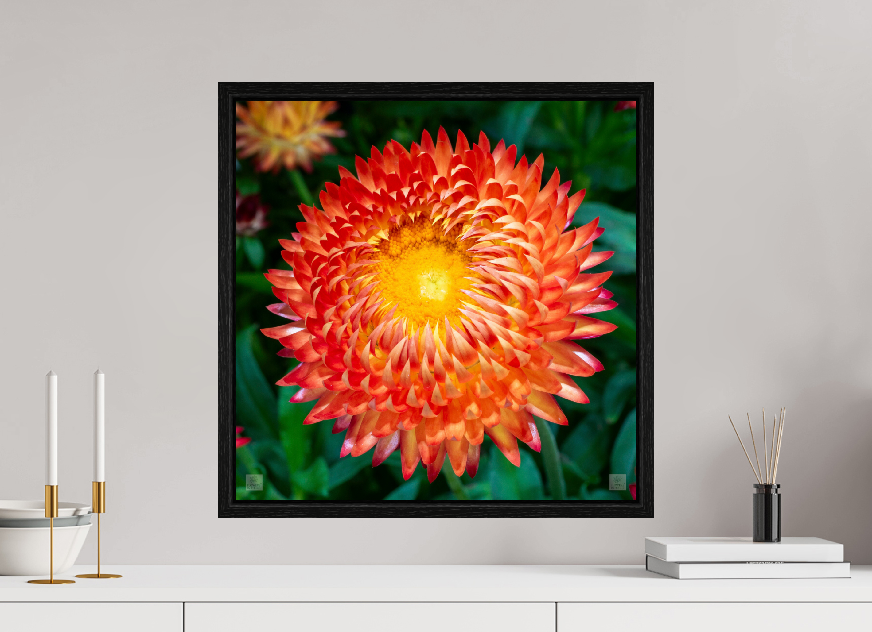 Strawflower_orange with yellow center_aspect ratio 1x1