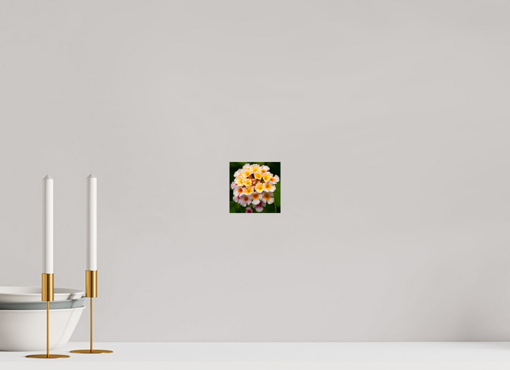 Lantana_light yellow with pale pink_aspect ratio 1x1
