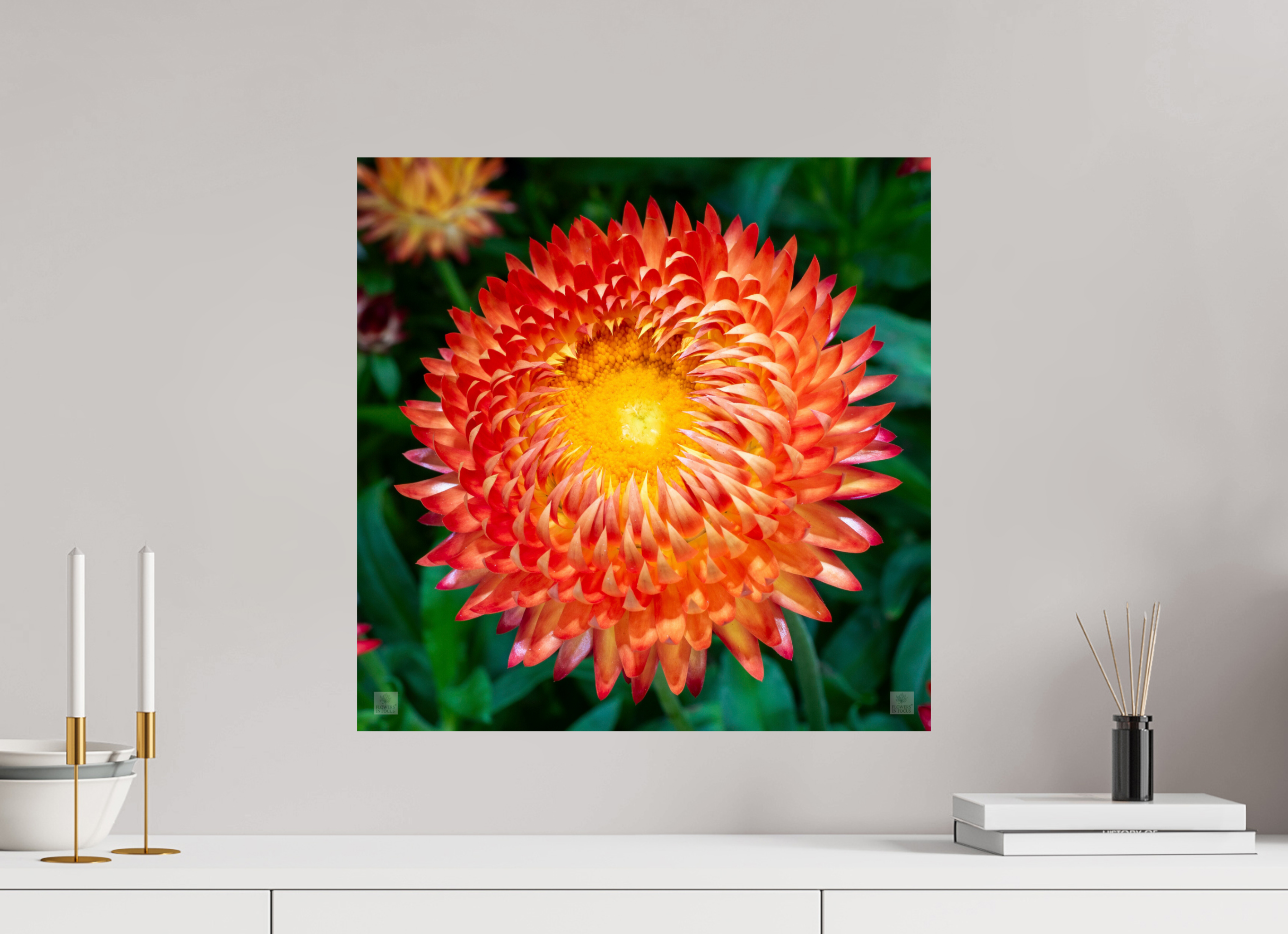 Strawflower_orange with yellow center_aspect ratio 1x1