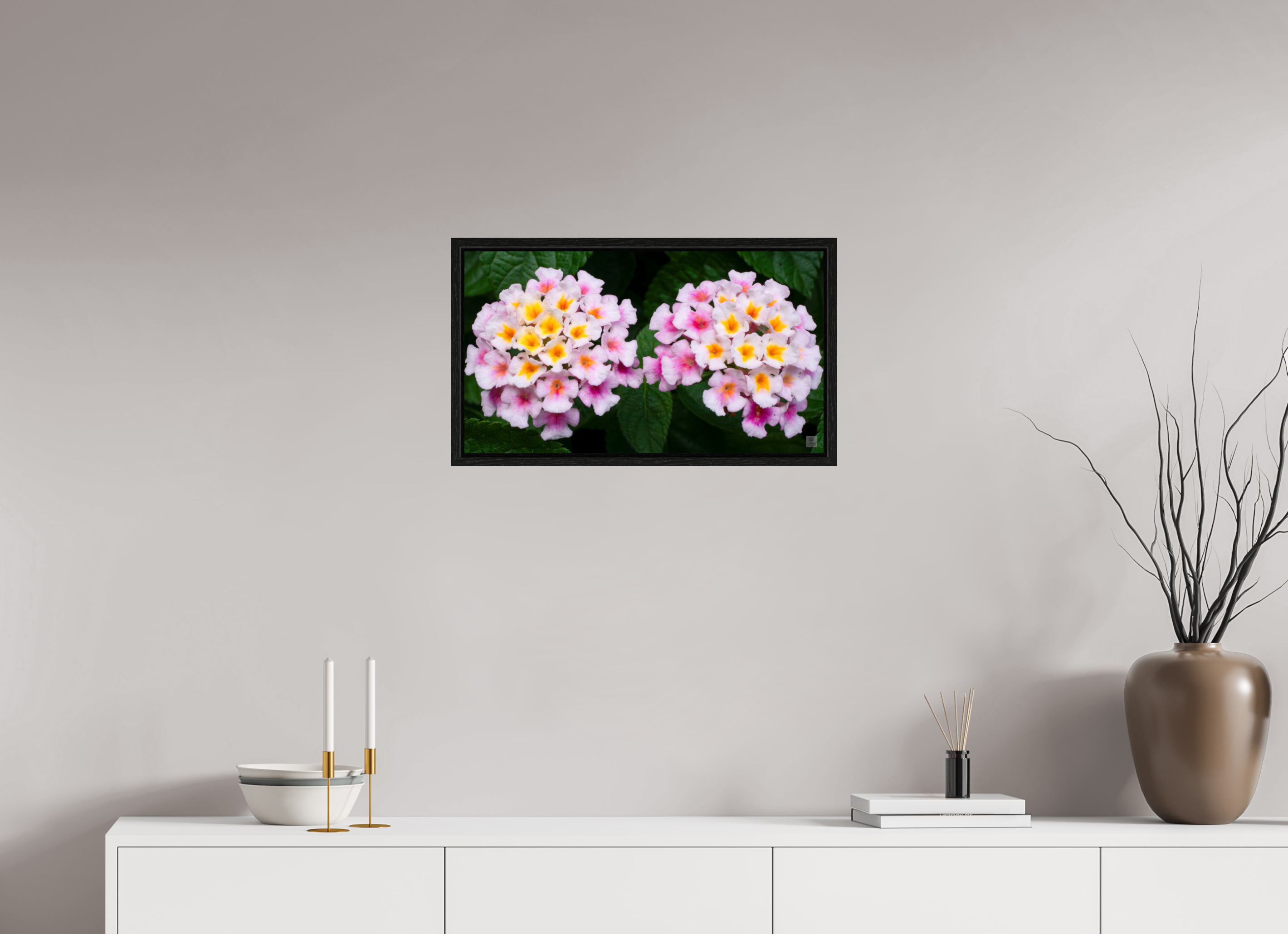 Lantana_double pink with white yellow_aspect ratio 16x9
