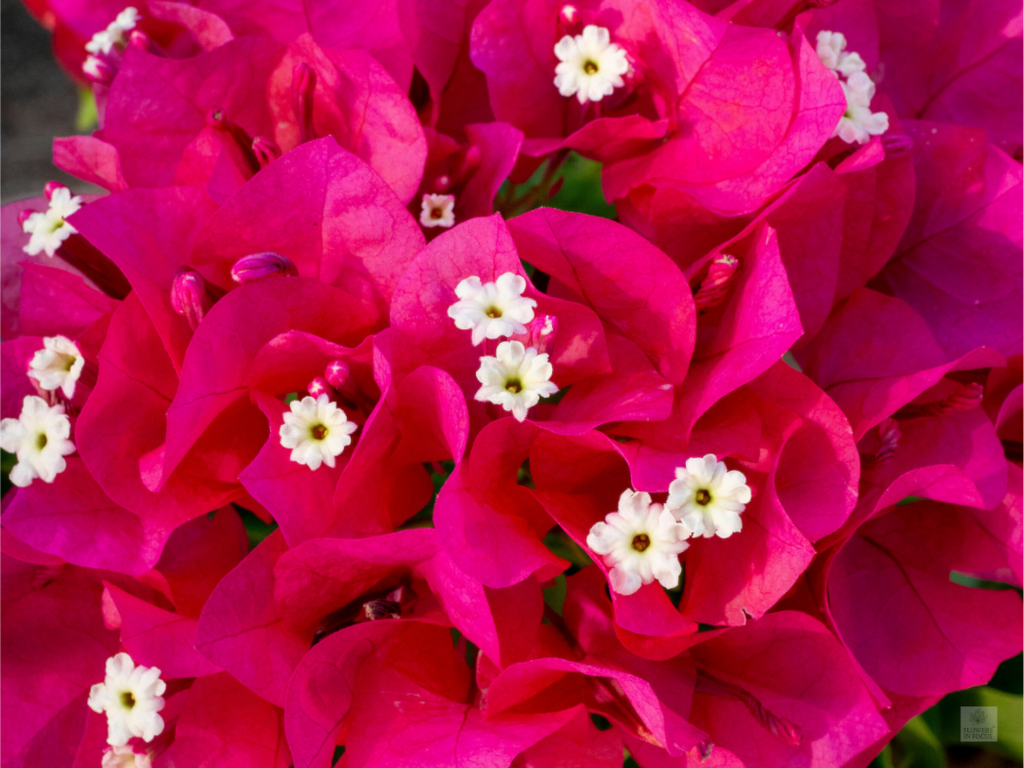 Bougainvillea_pink bunch_aspect ratio 4:3