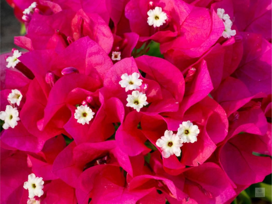 Bougainvillea_pink bunch_aspect ratio 4:3