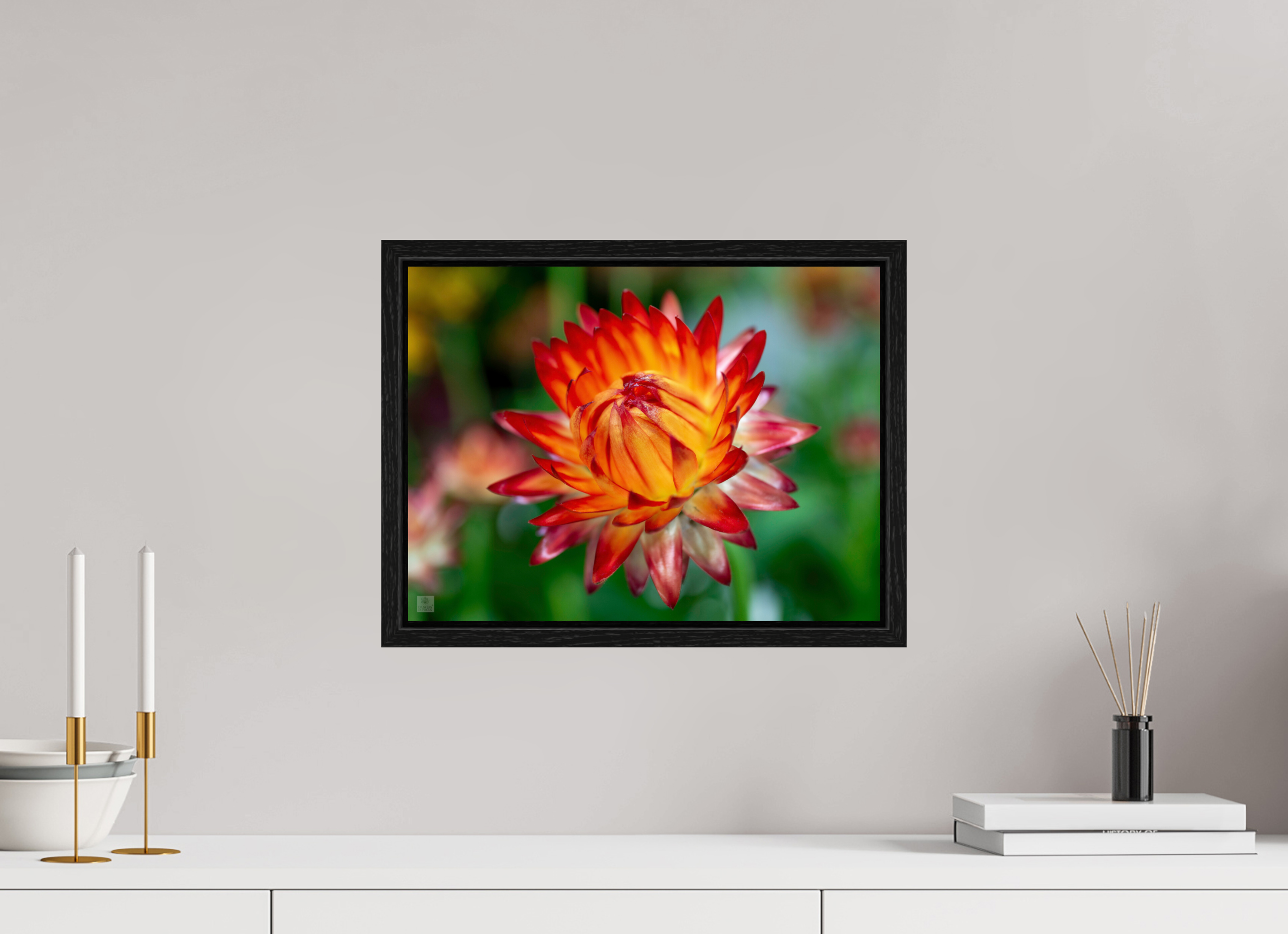 Strawflower_tight bud_red with yellow_aspect ration 4x3
