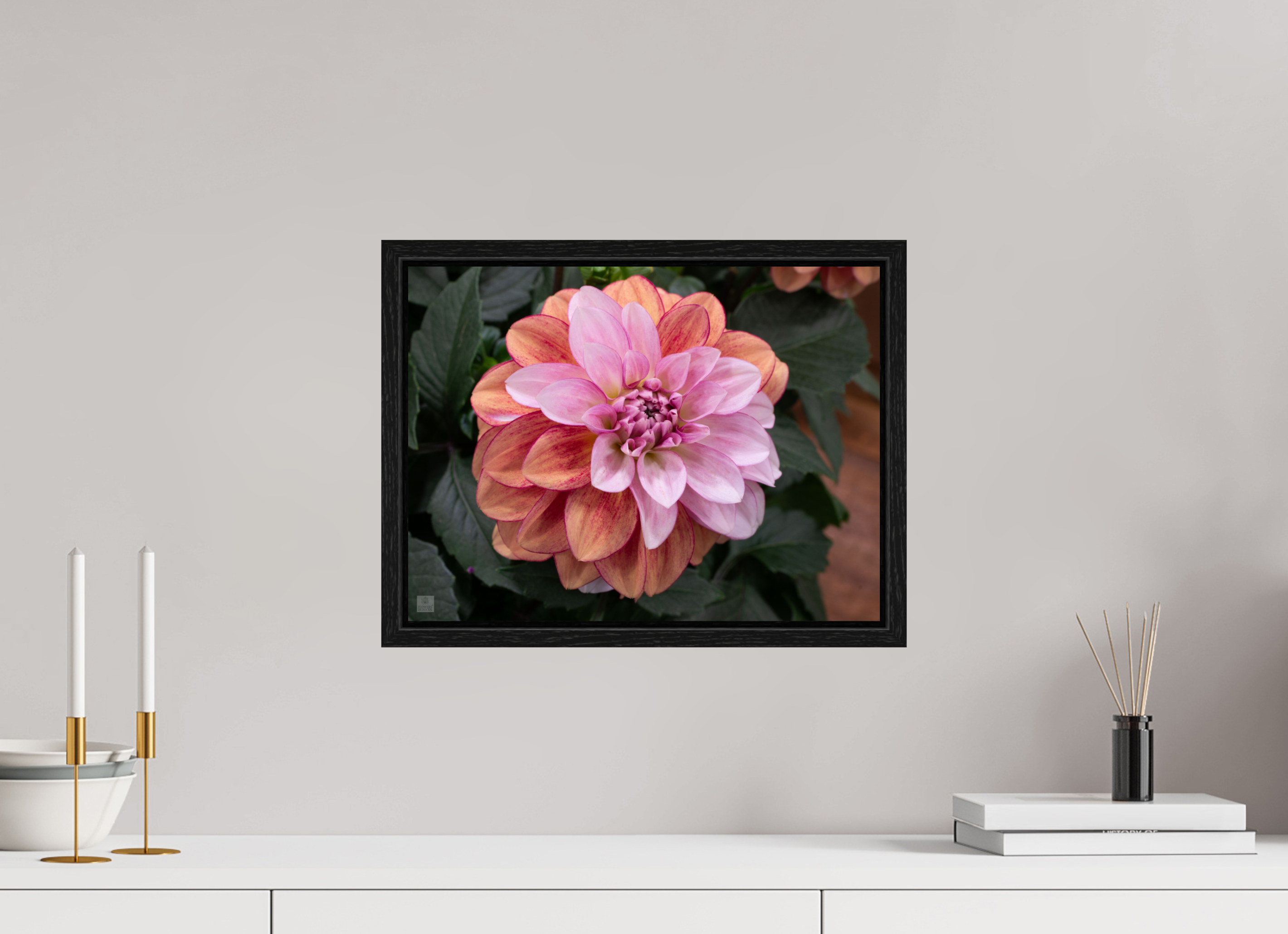 Dahlia_pink with red streak_ aspect ratio 4:3