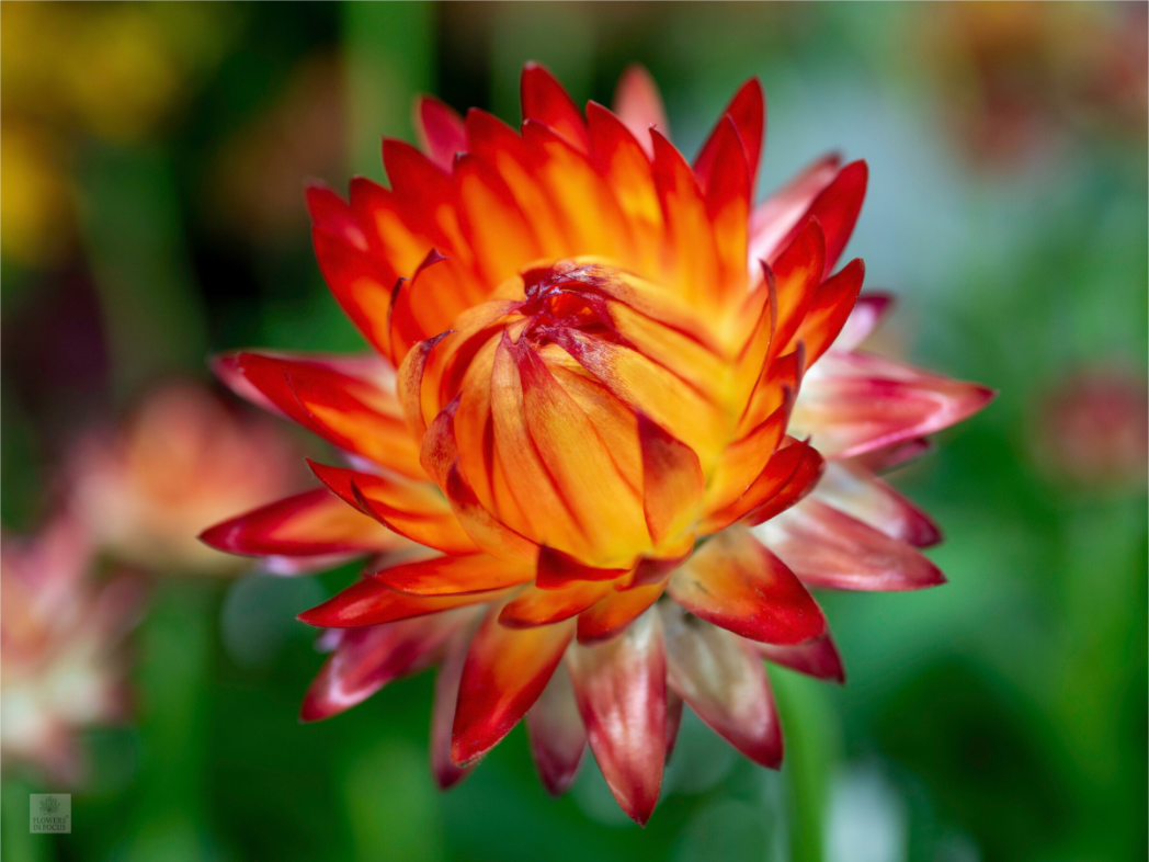Strawflower_tight bud_red with yellow_aspect ration 4x3