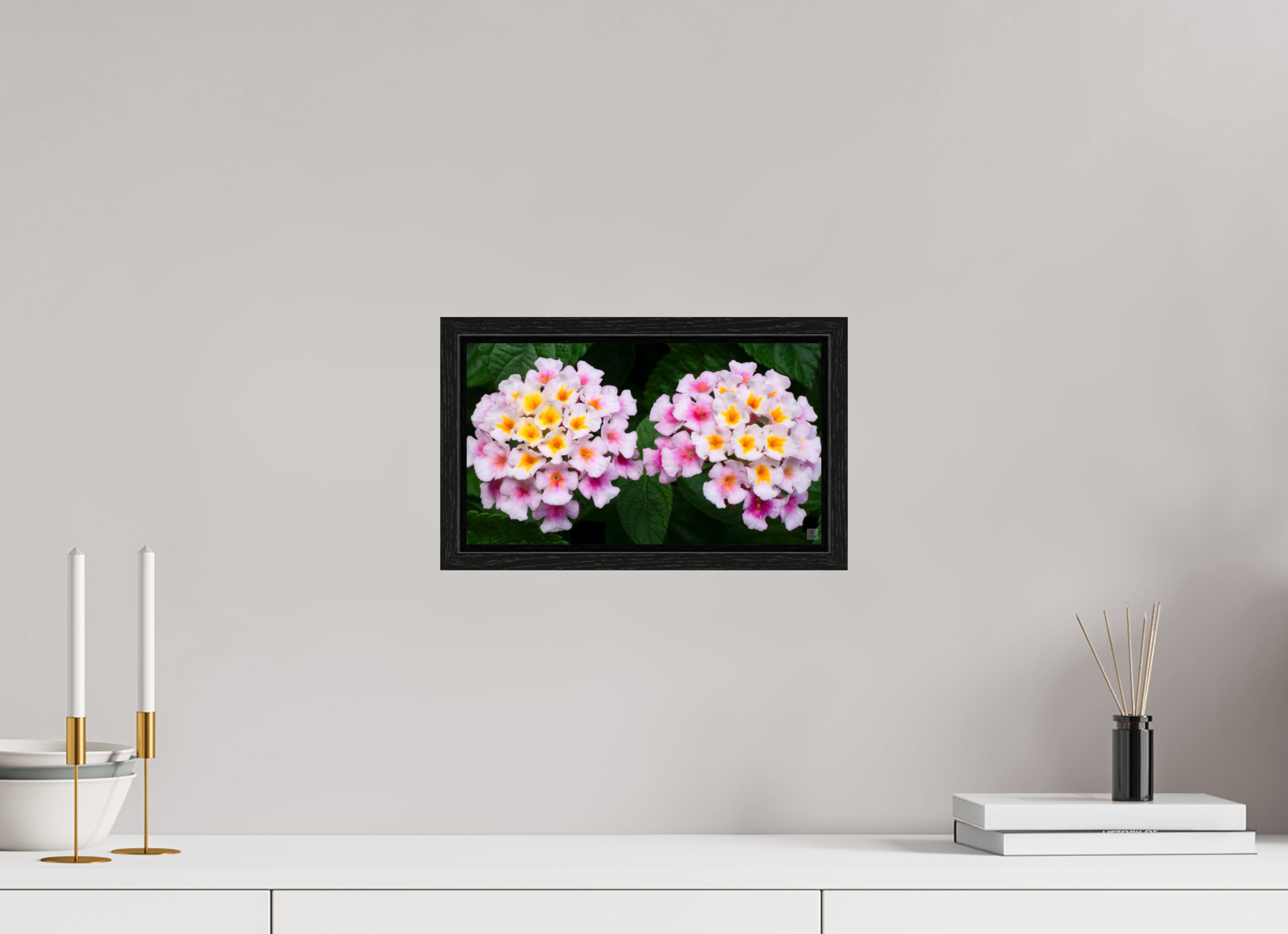 Lantana_double pink with white yellow_aspect ratio 16x9