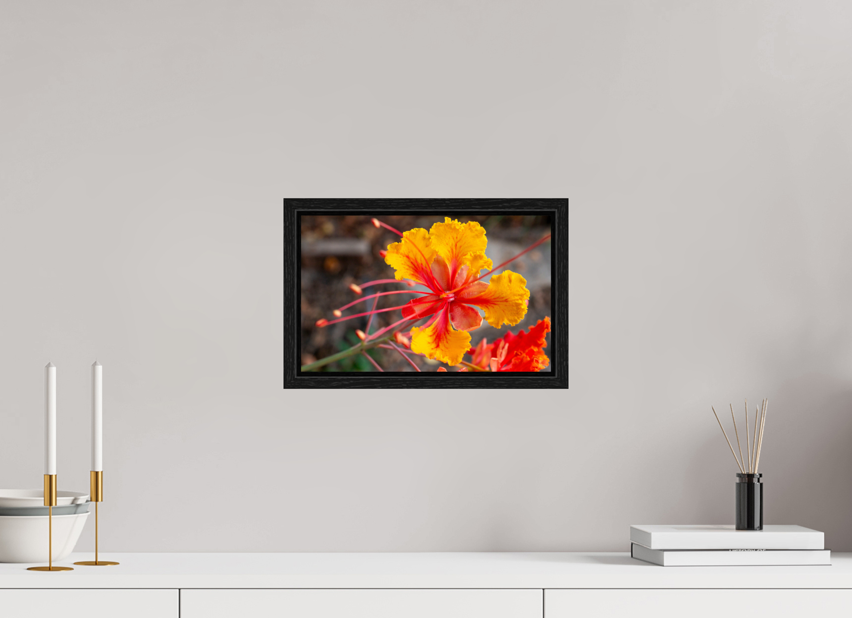 Pride of Barbados_yellow with orange_aspect ratio 16x10