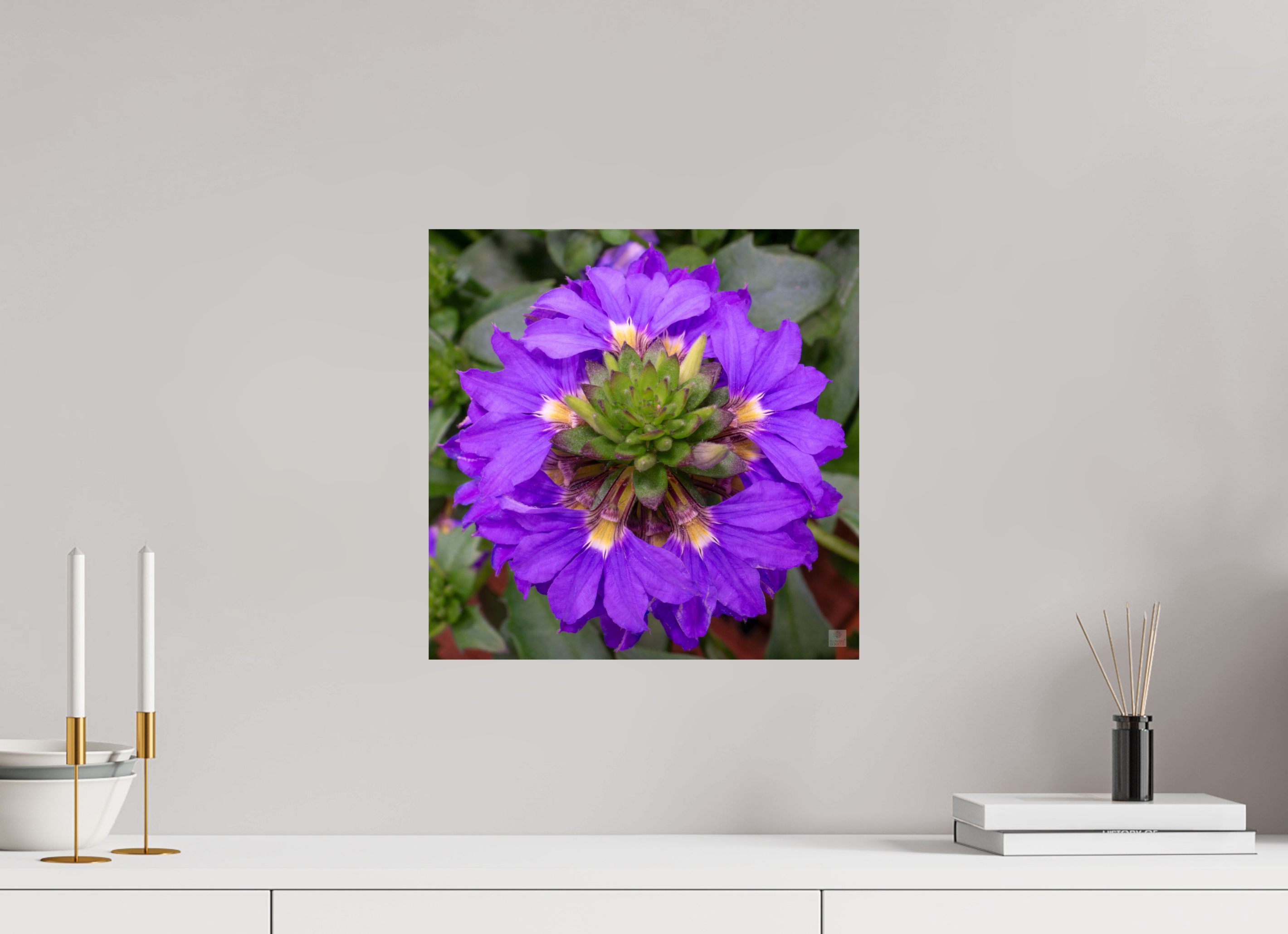 Scaevola_blue_aspect ratio 1x1