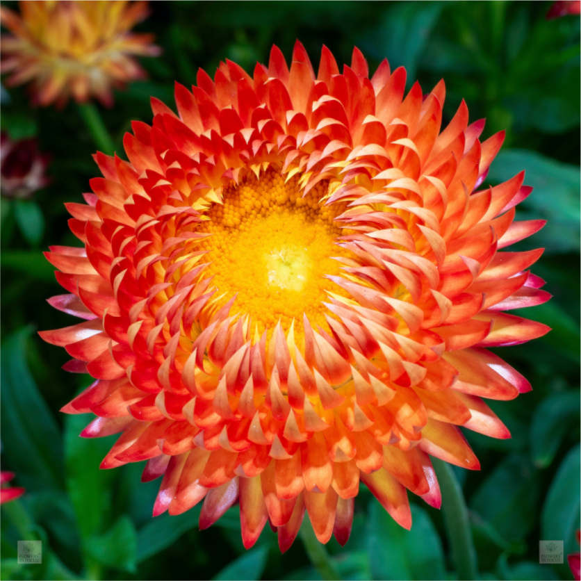 Strawflower_orange with yellow center_aspect ratio 1x1